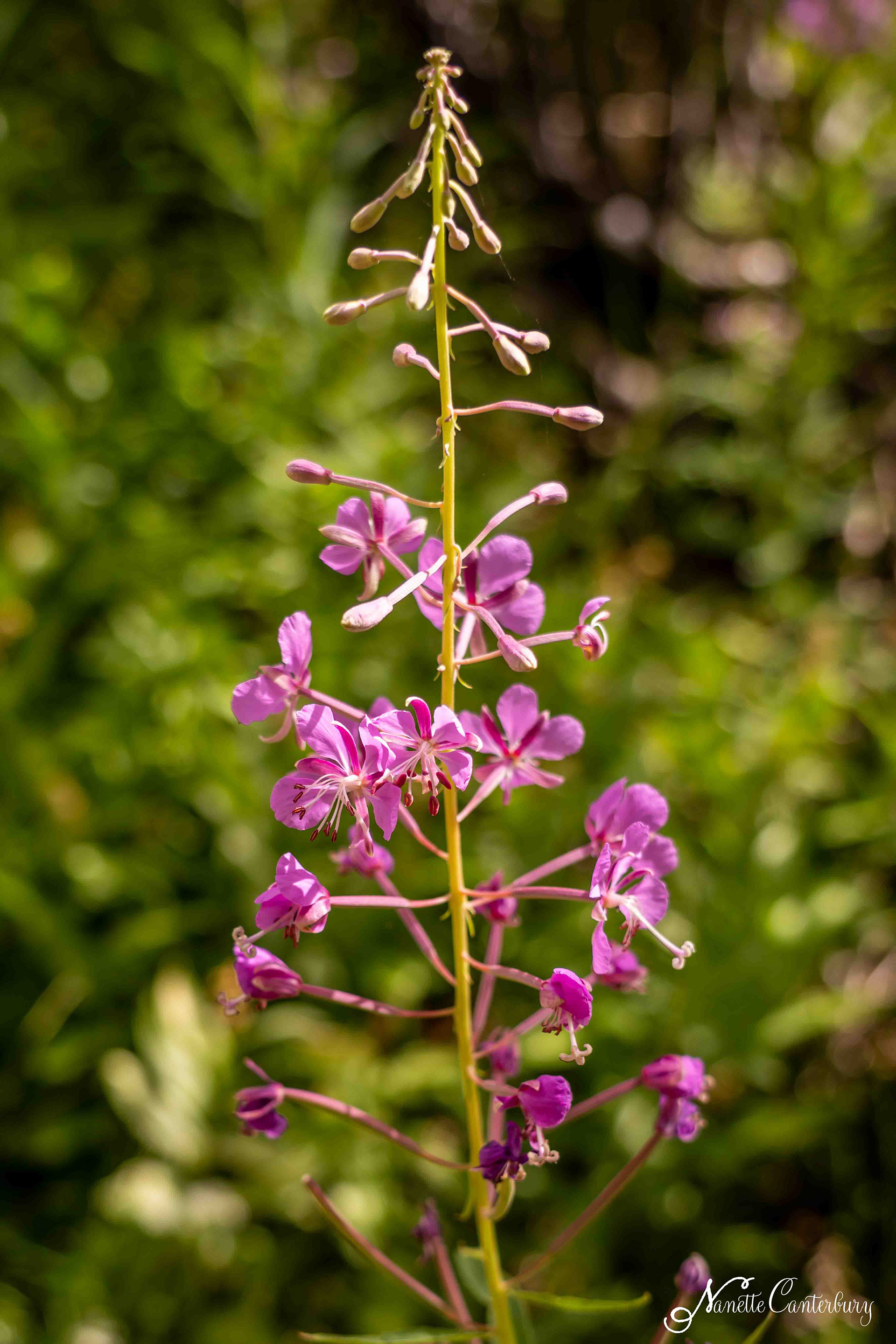 Fireweed