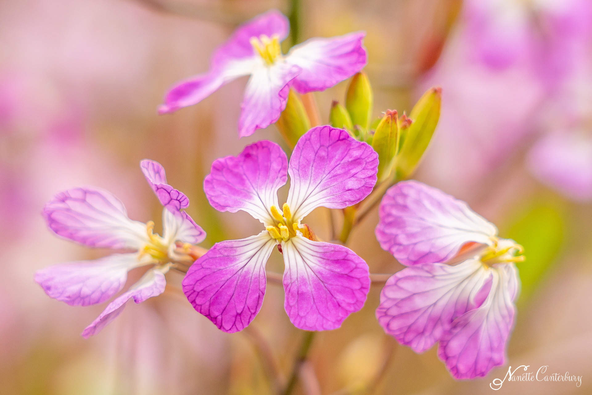 Wild Radish