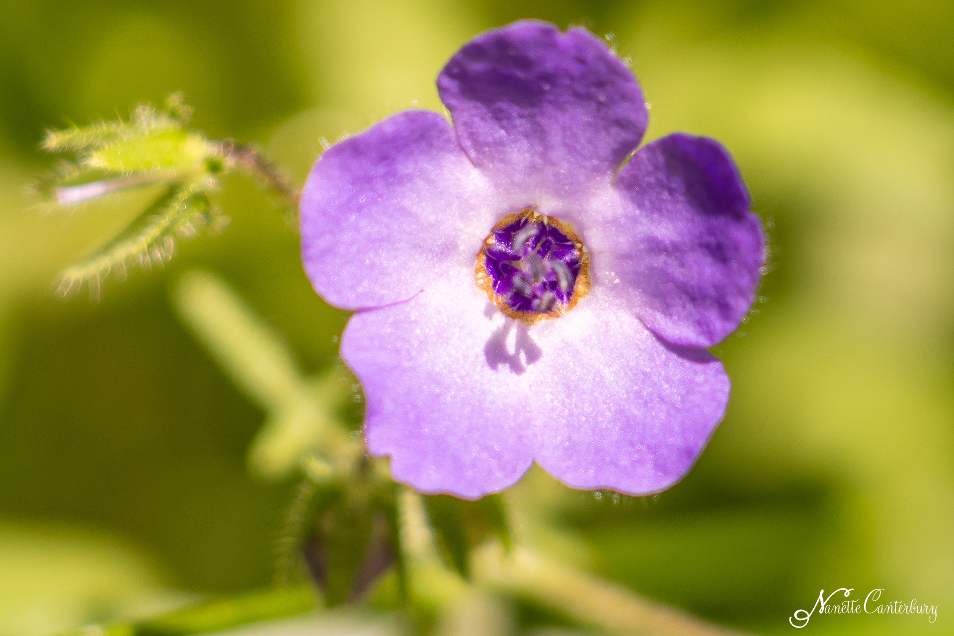 Fiesta Flower