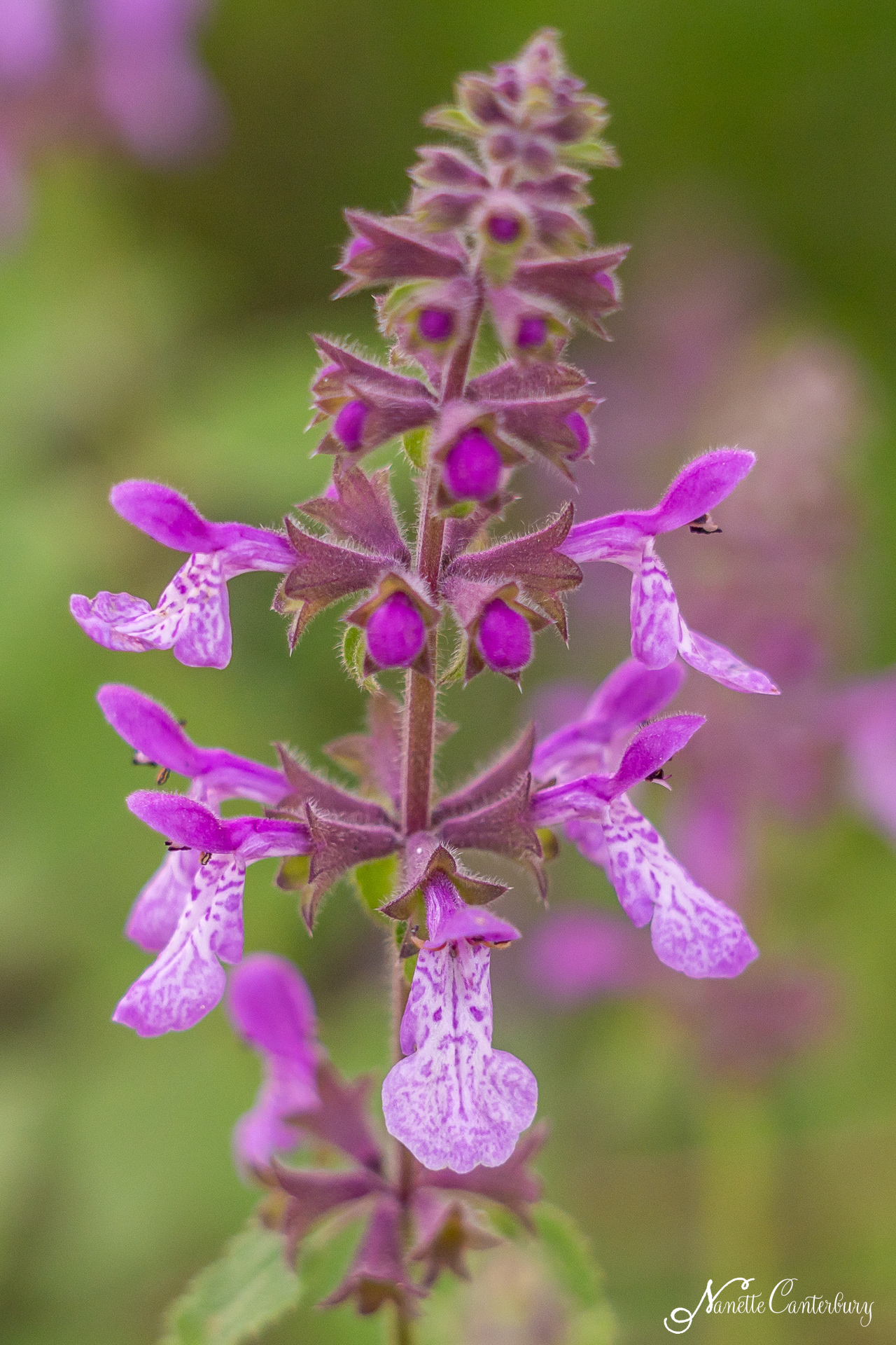 California Hedge Nettle