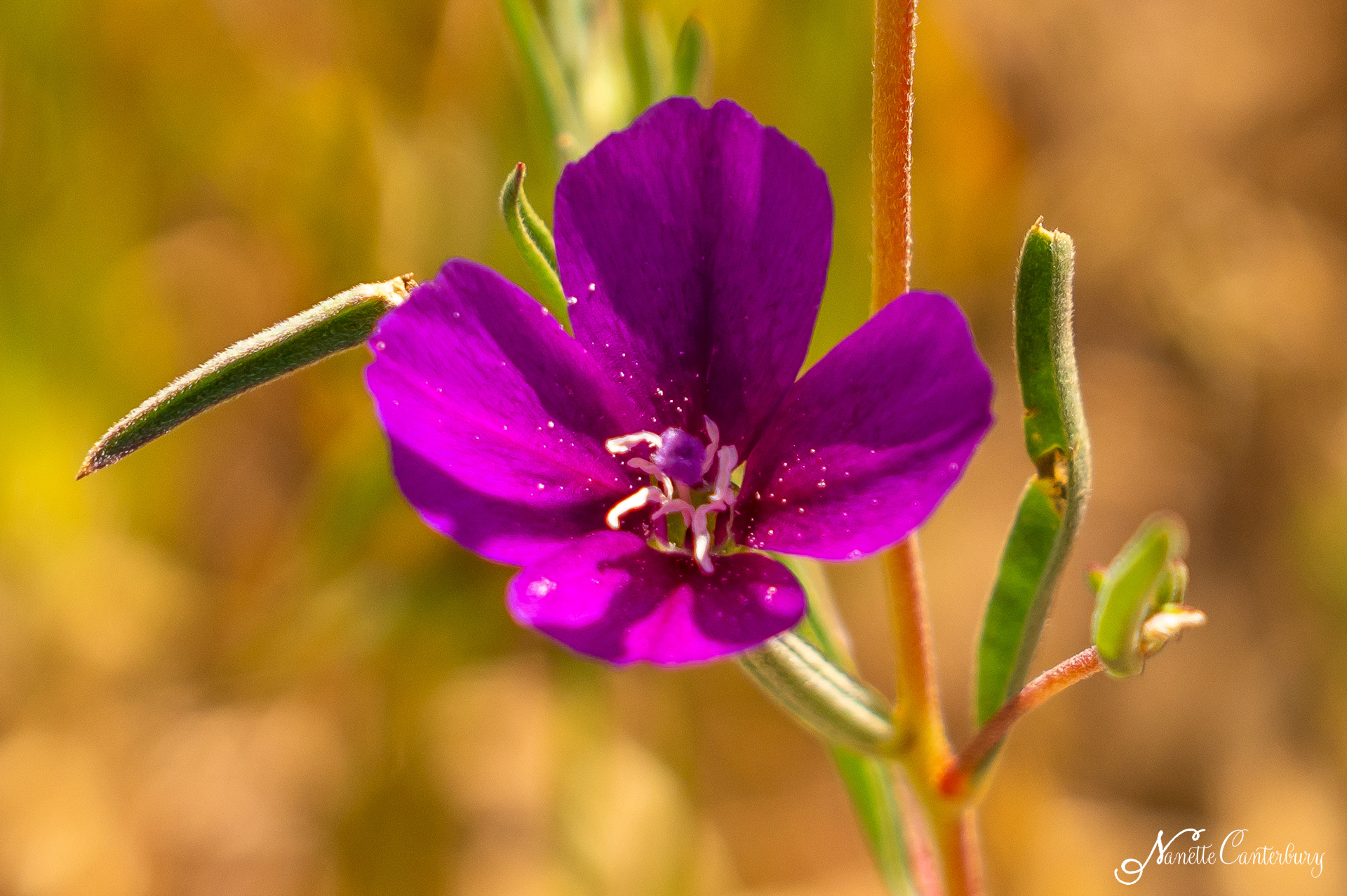 Winecup Clarkia