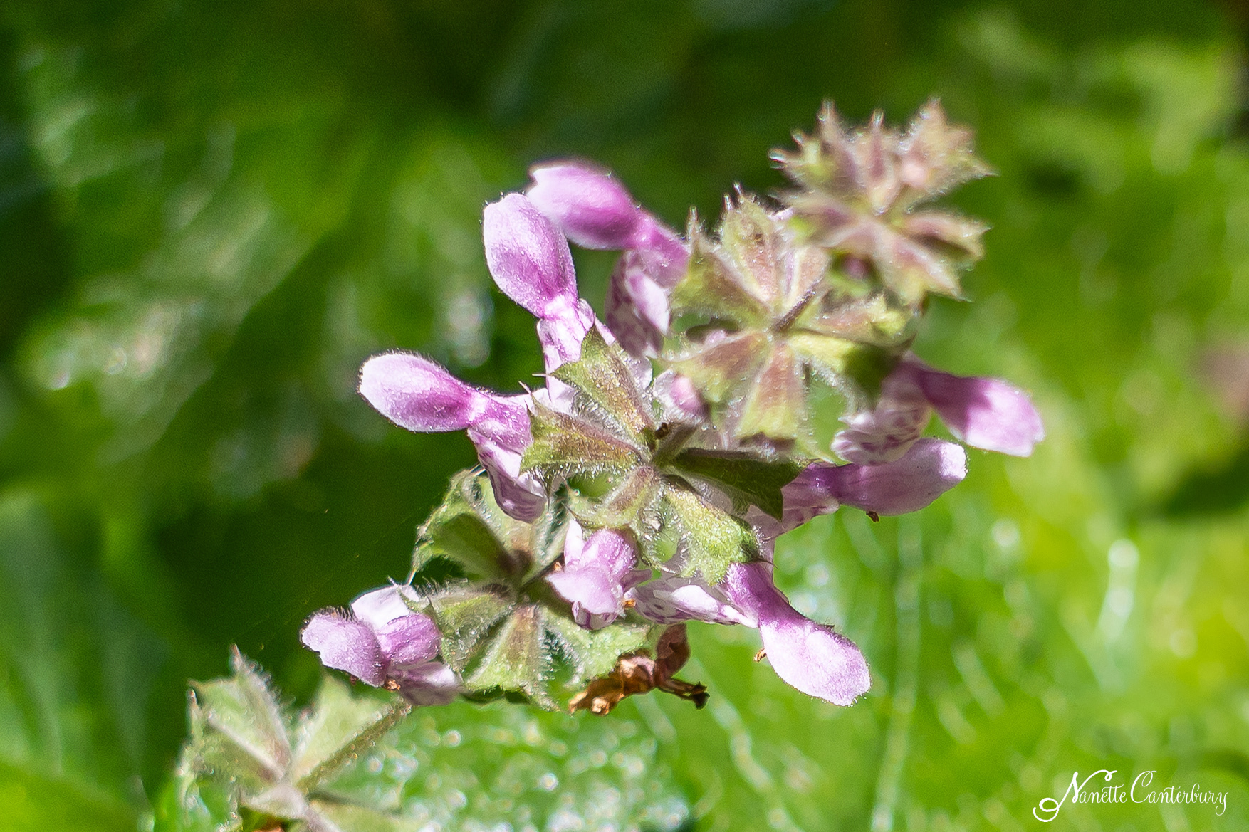 Hedgenettle