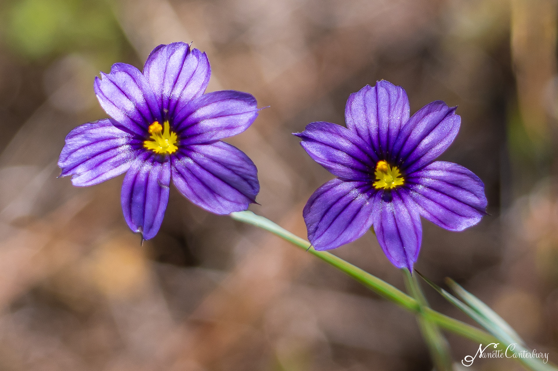 Blueyed Grass