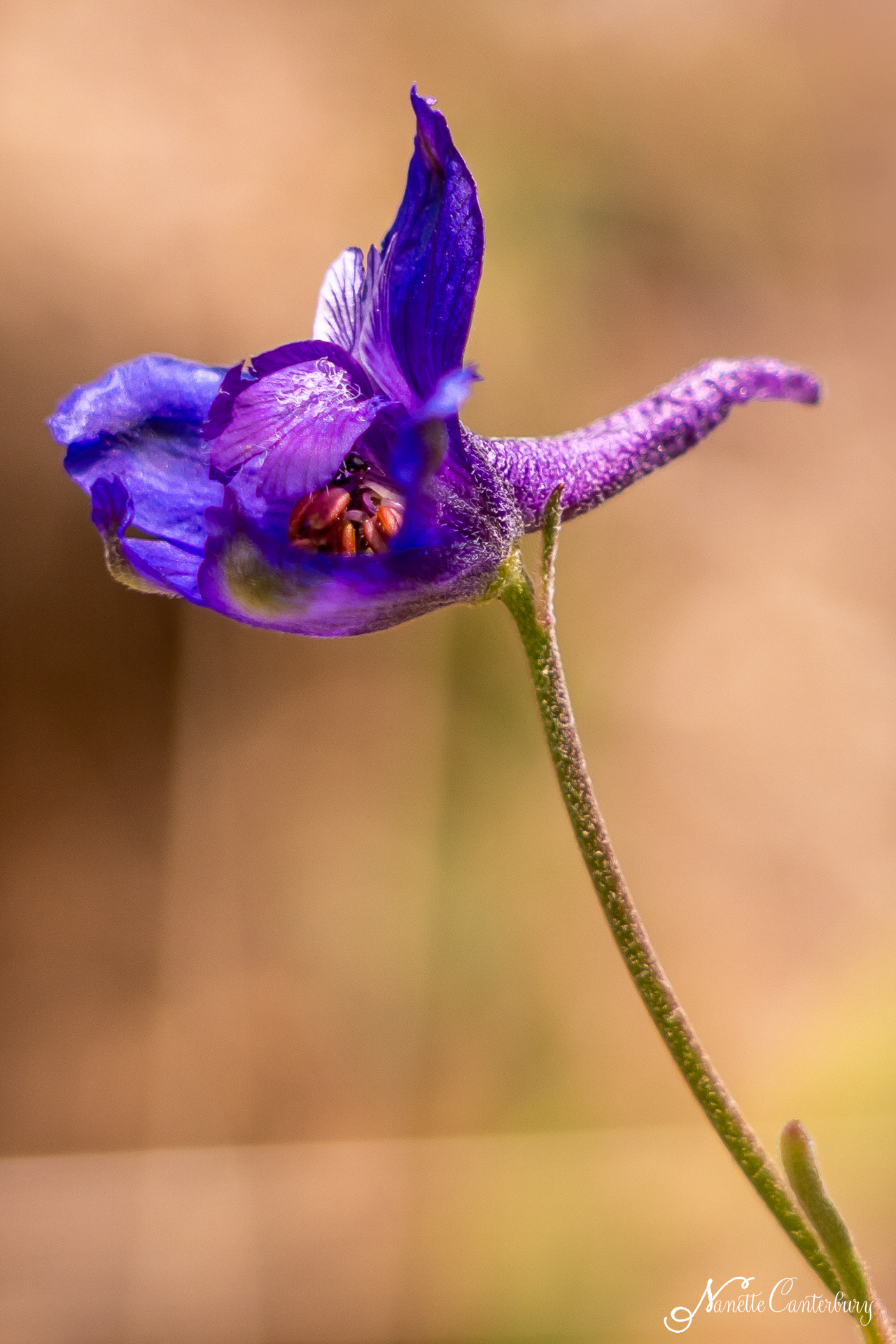 Larkspur