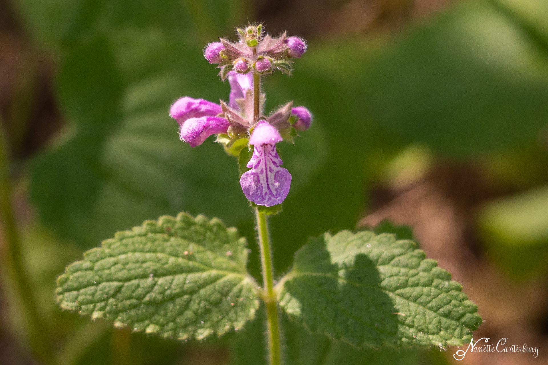 California Hedge Nettle