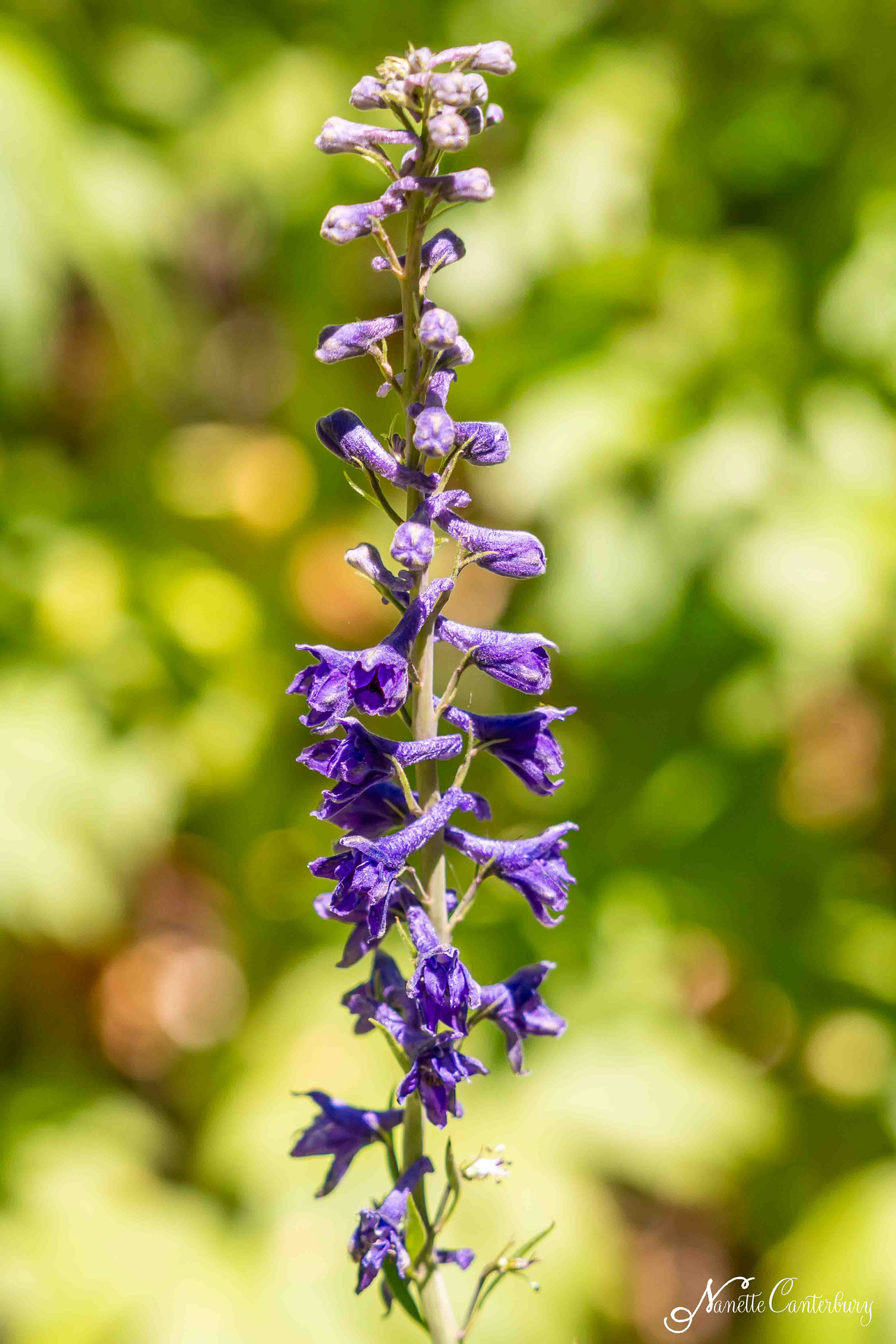 Larkspur
