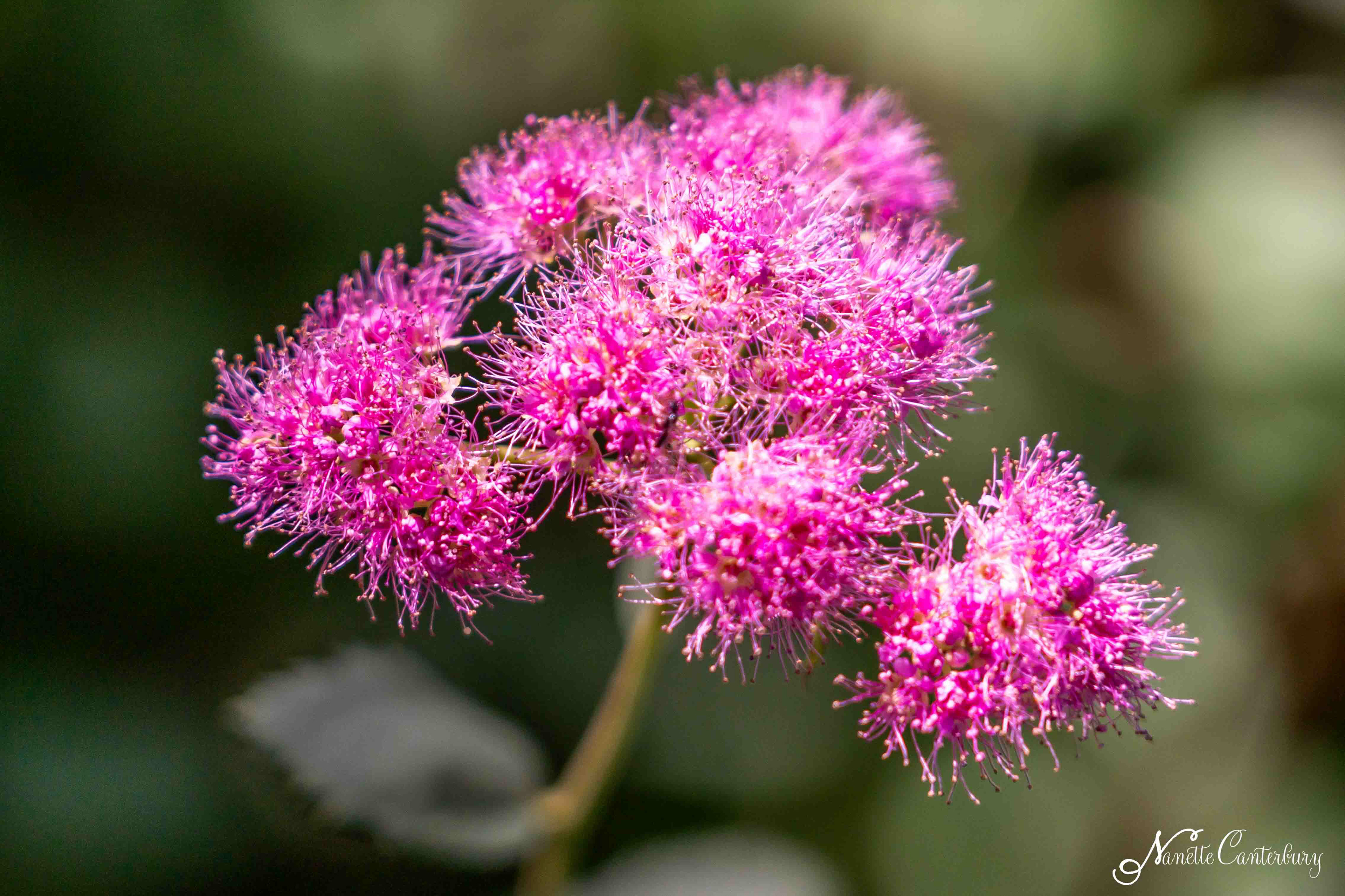 Spirea