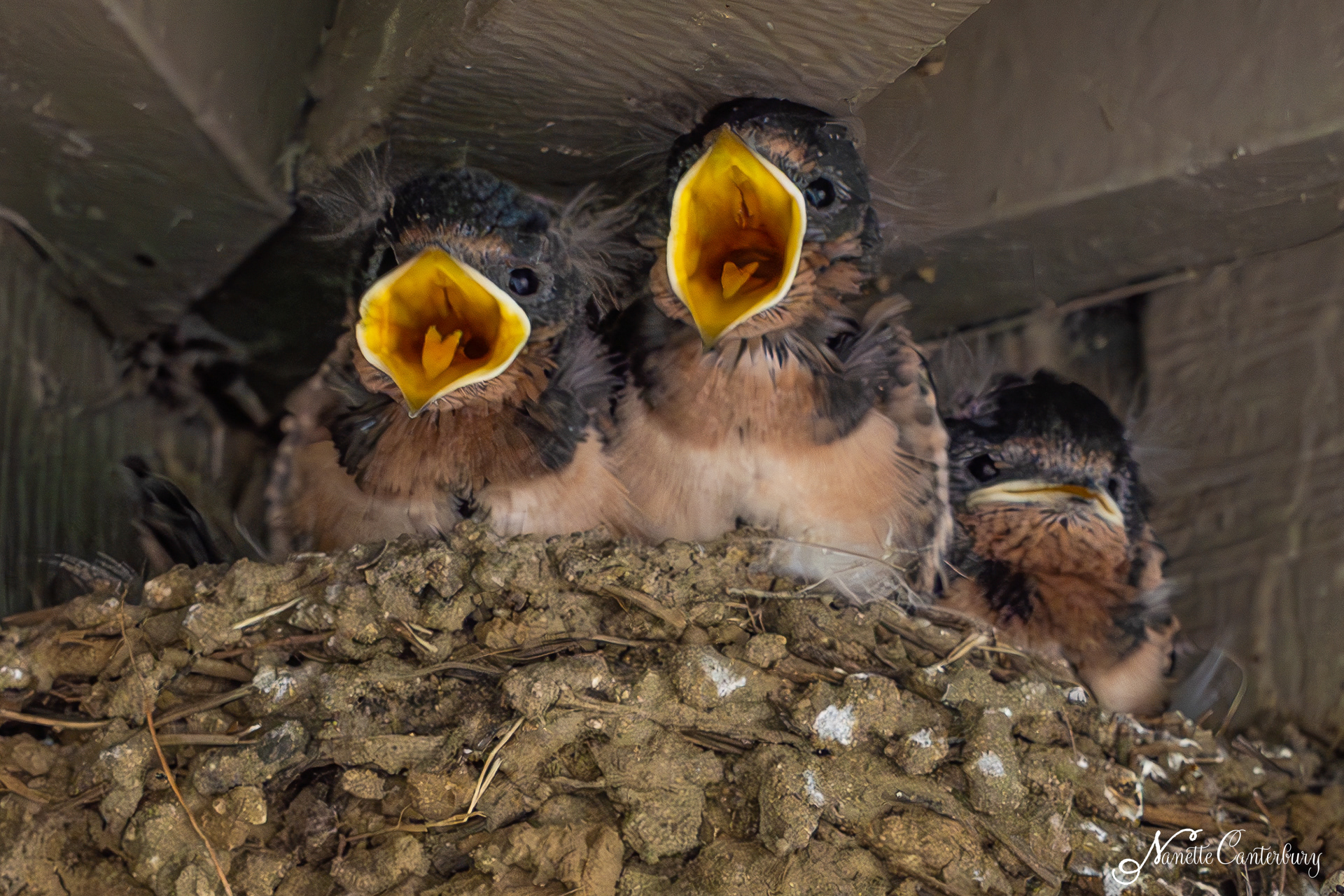 Tree Swallow Babies