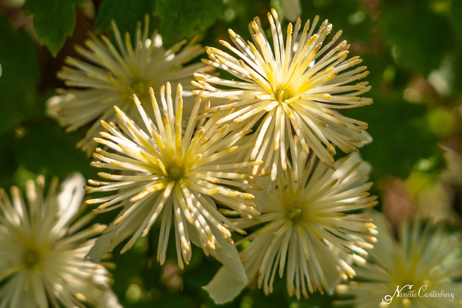 Pipestem Clematis