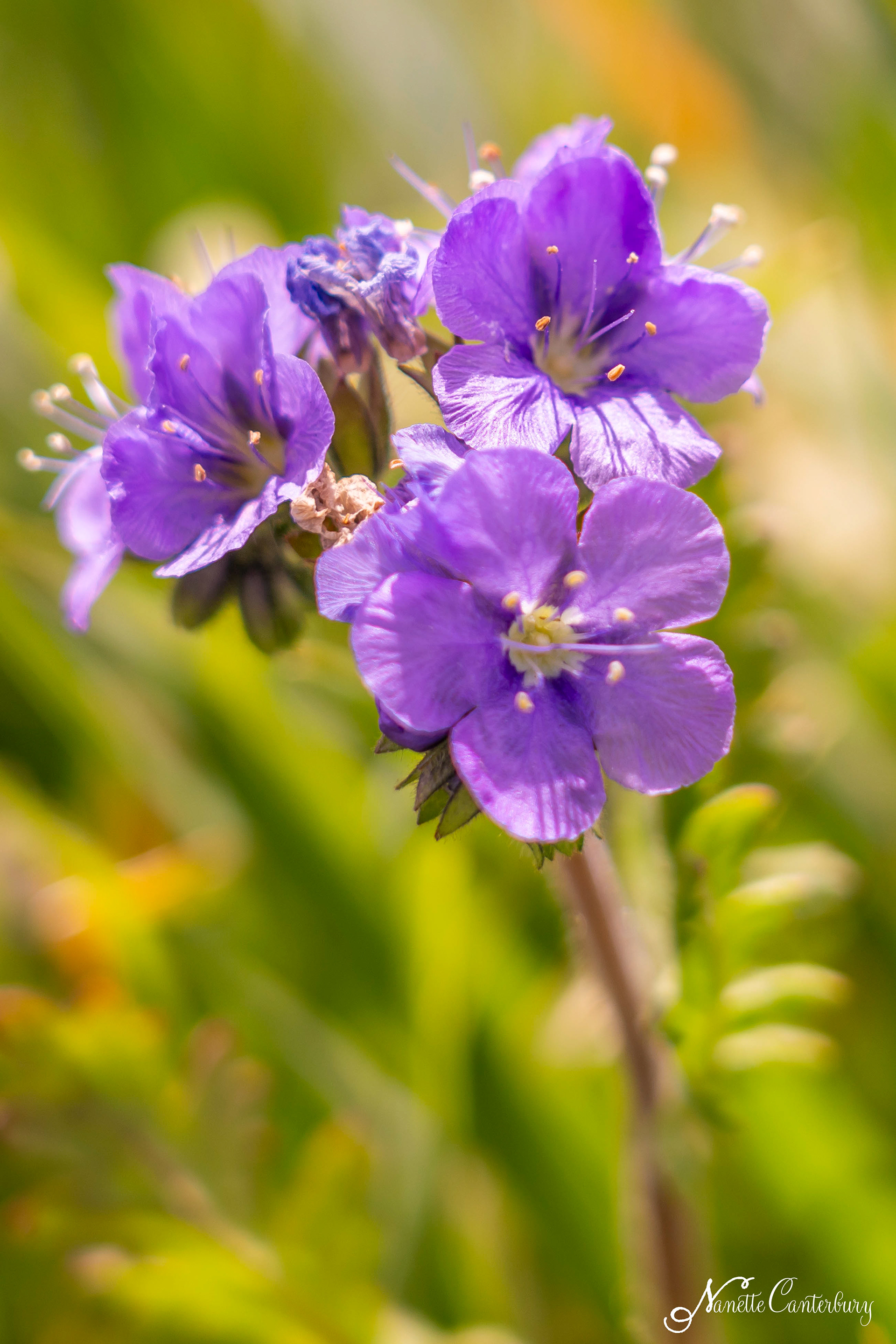 Purple Phacelia