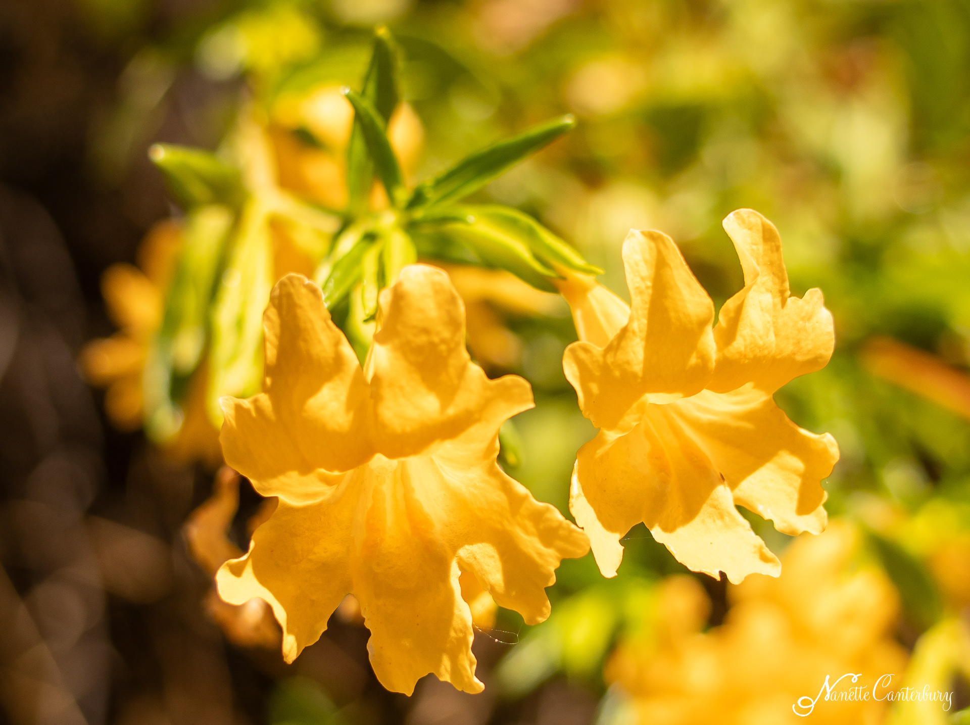 Sticky Monkey Flower