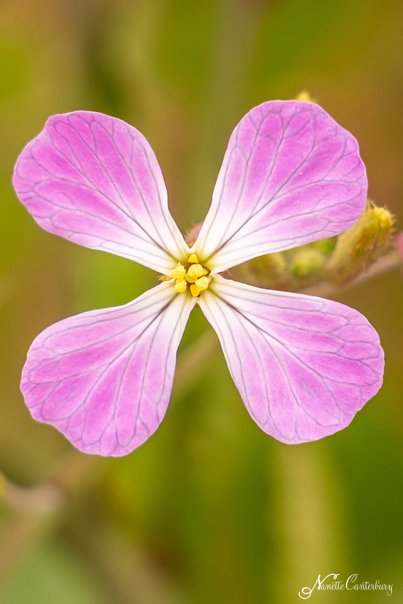 Wild Radish