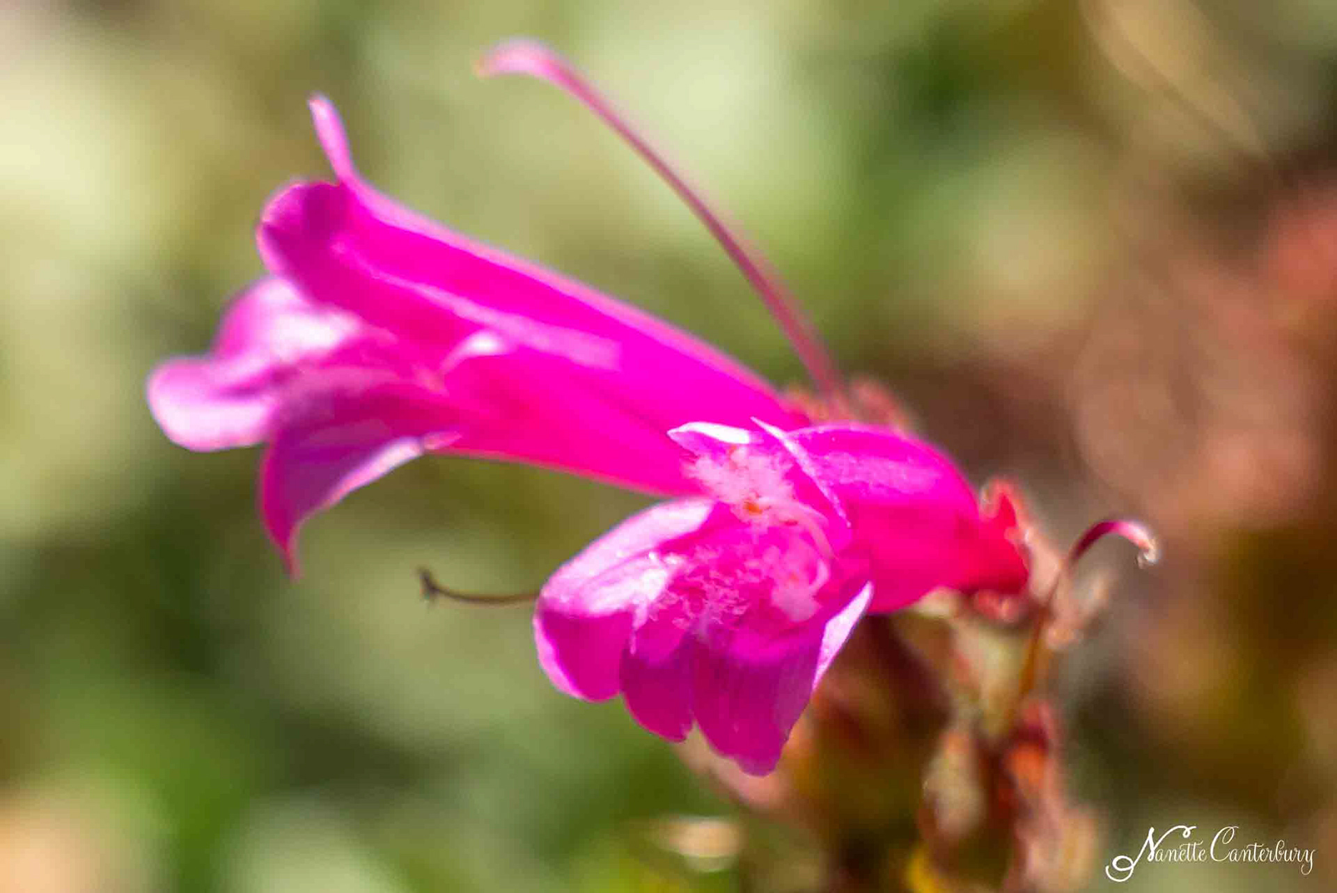 Mountain Pride Penstemon