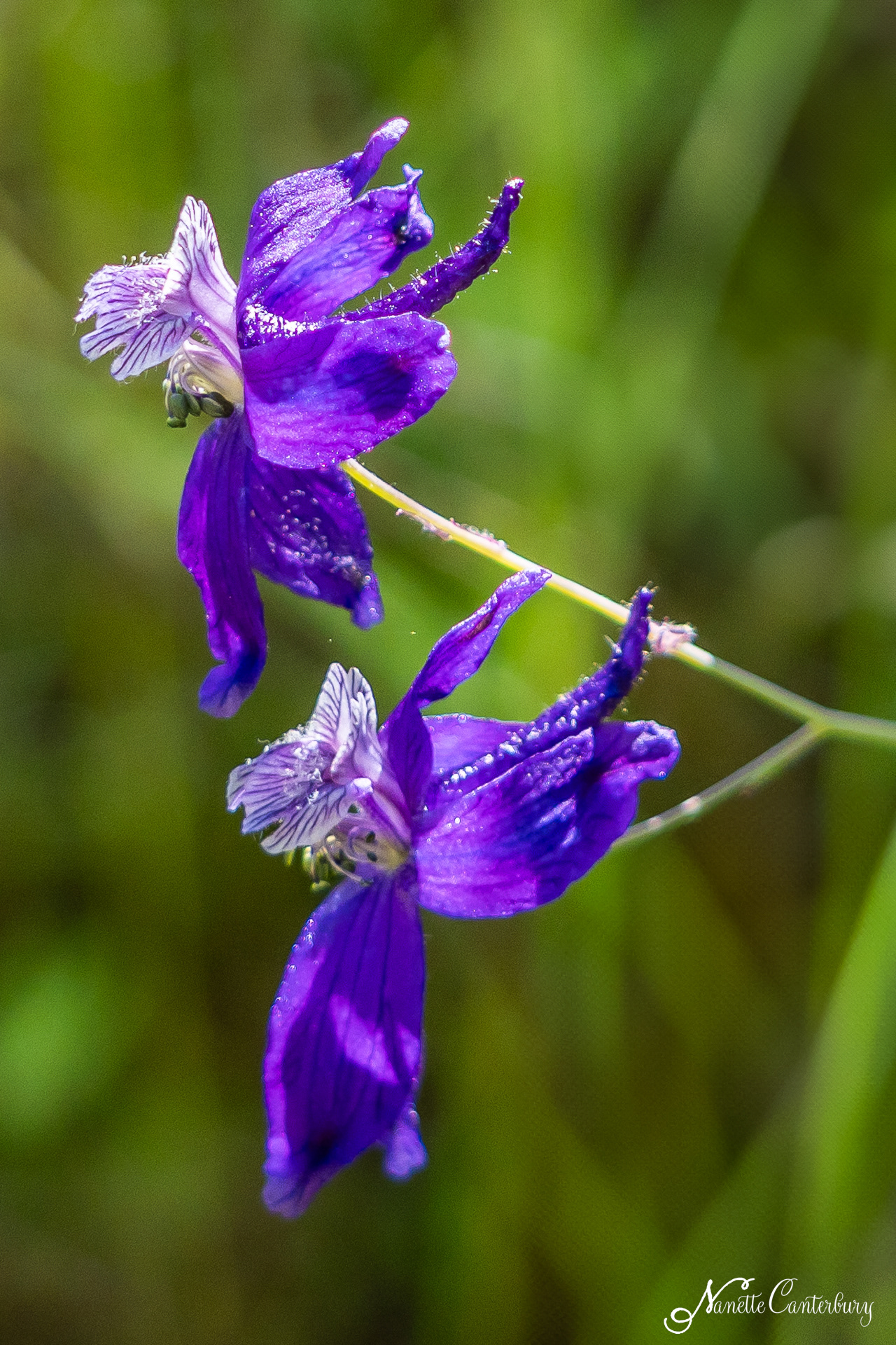 Larkspur