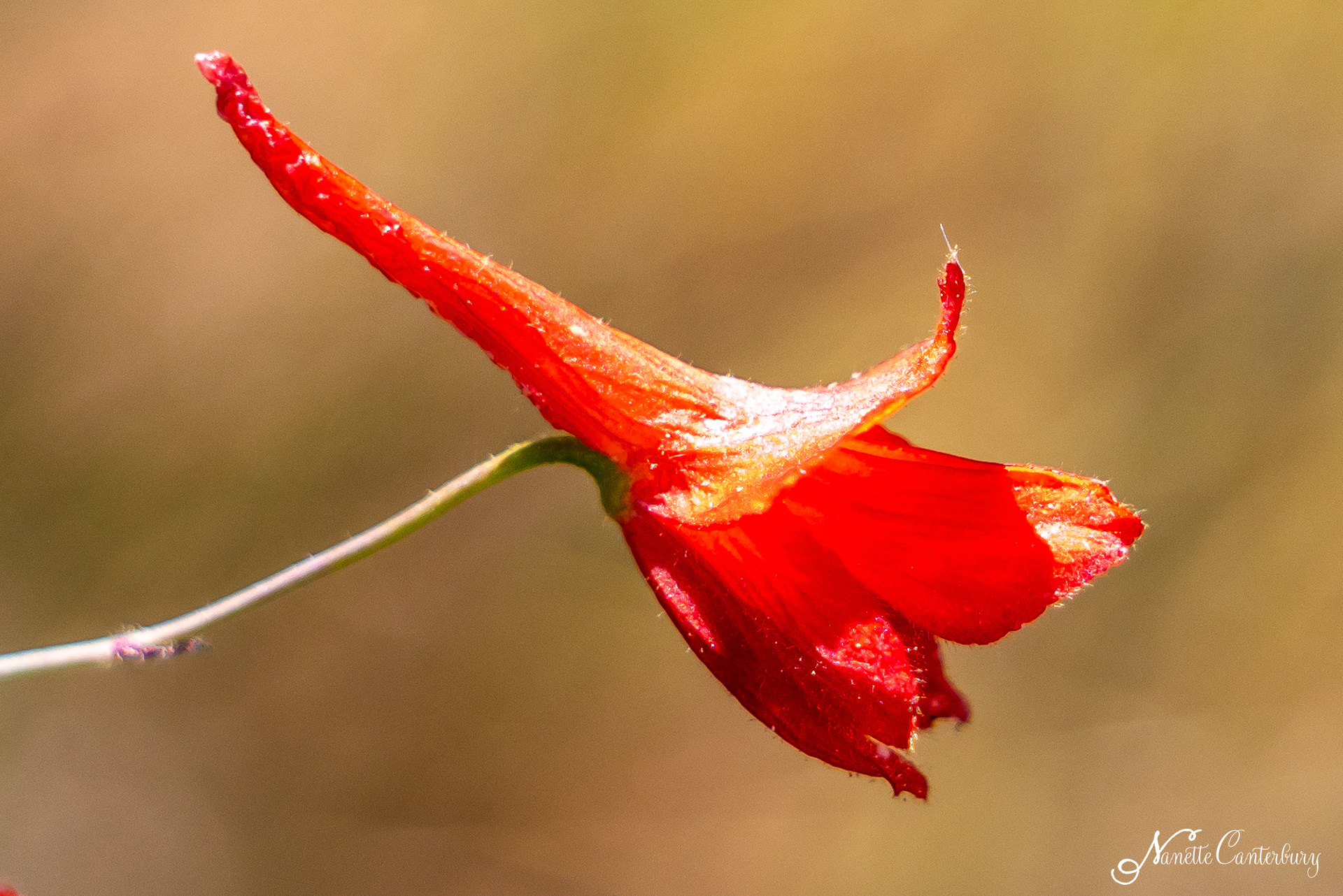 Red Larkspur