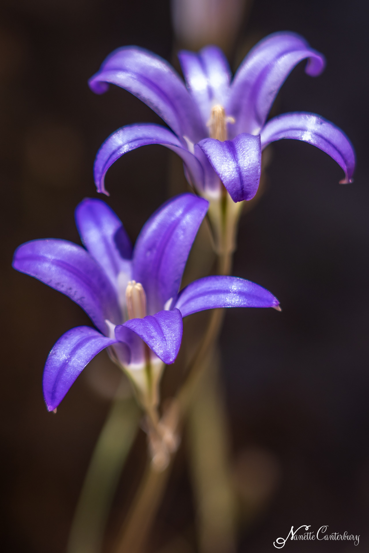 Harvest Brodiaea