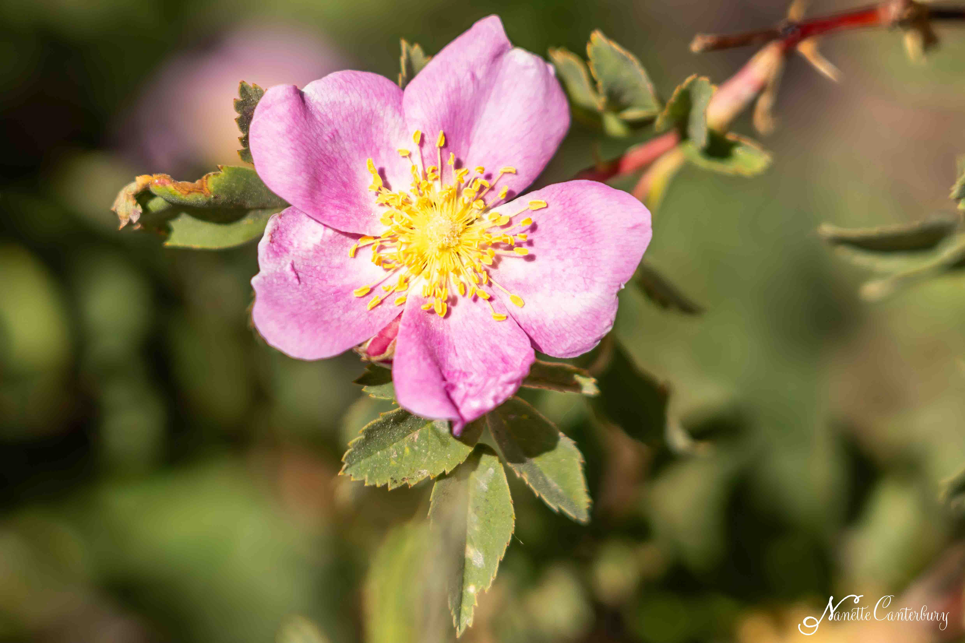 Wild Rose
