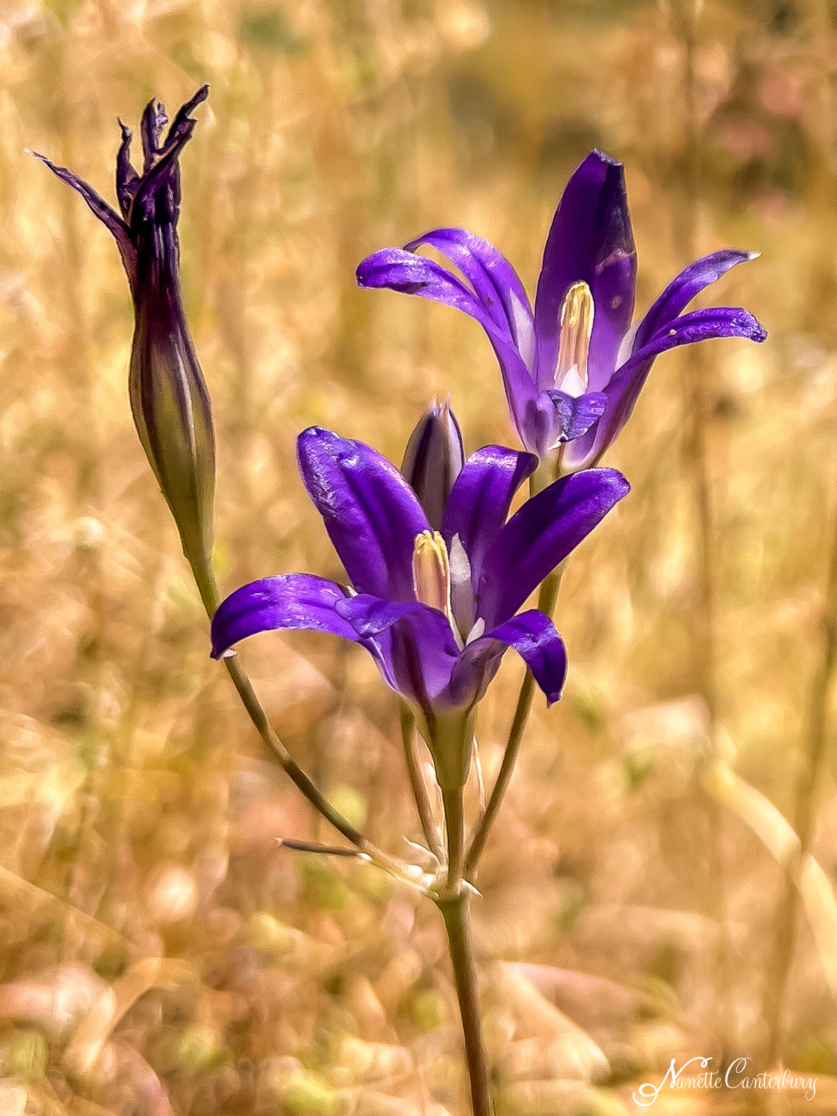 Harvest Brodiaea