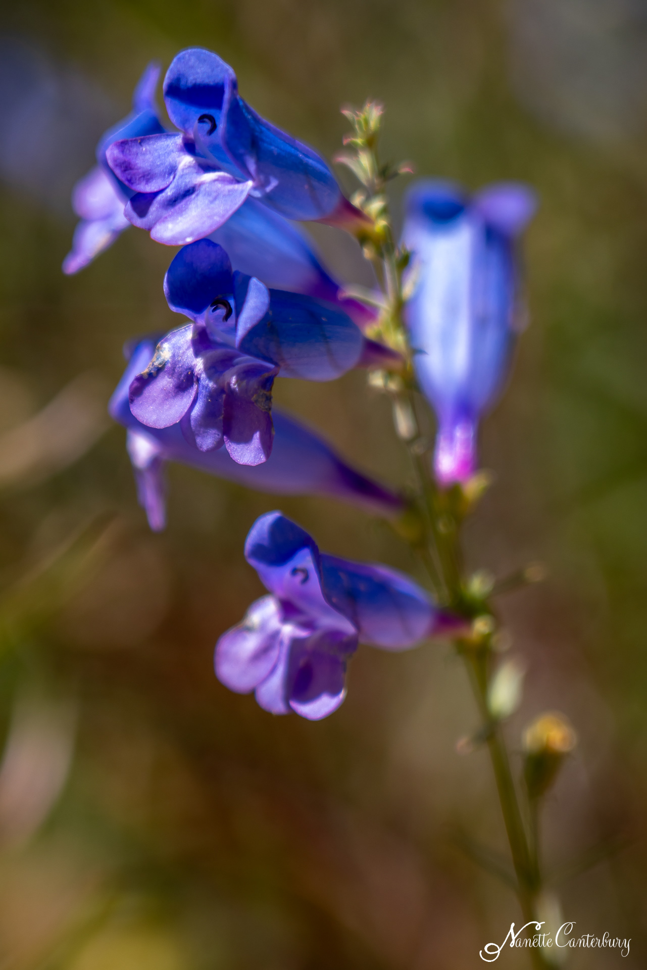 Foothill Penstemon