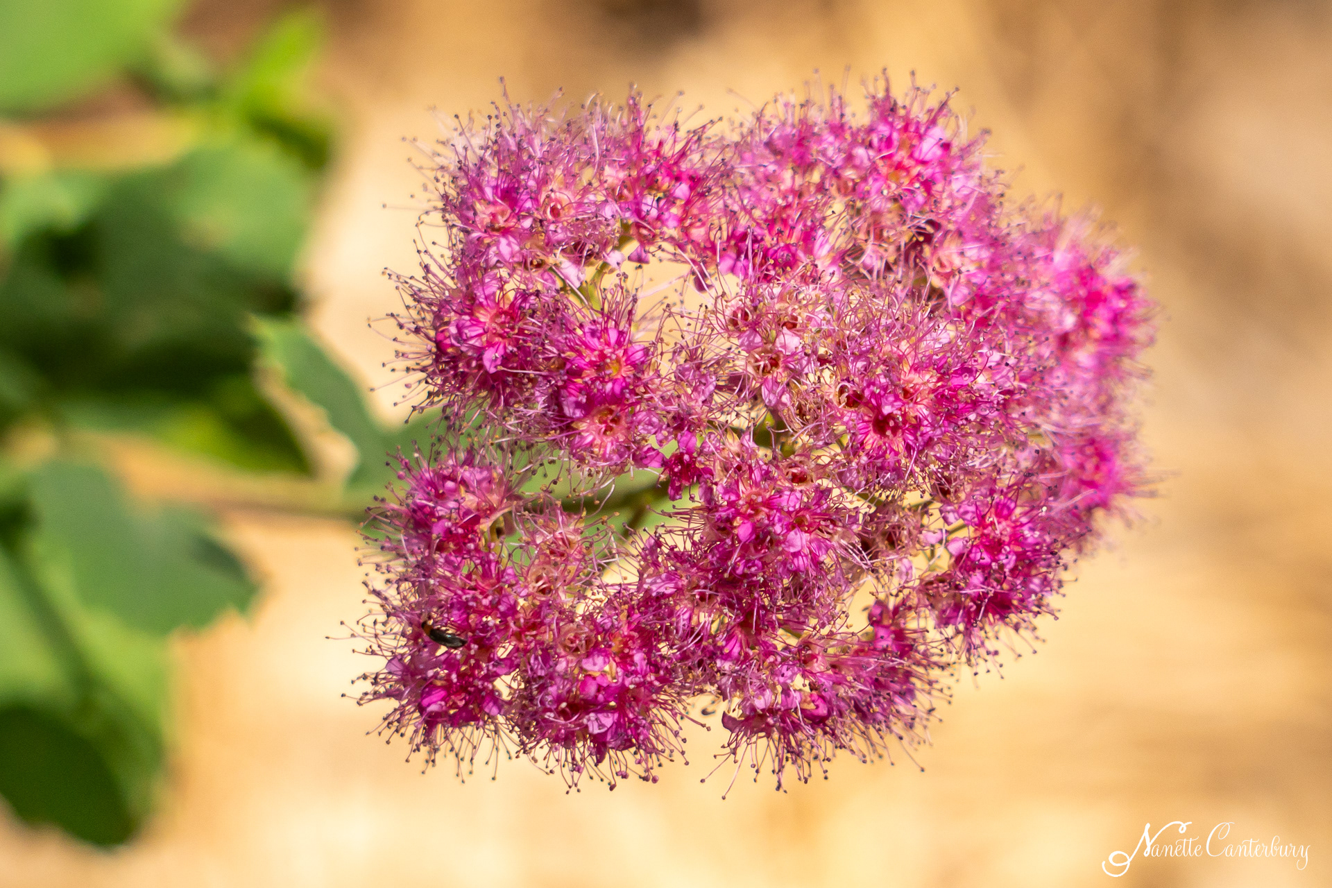 Spiraea