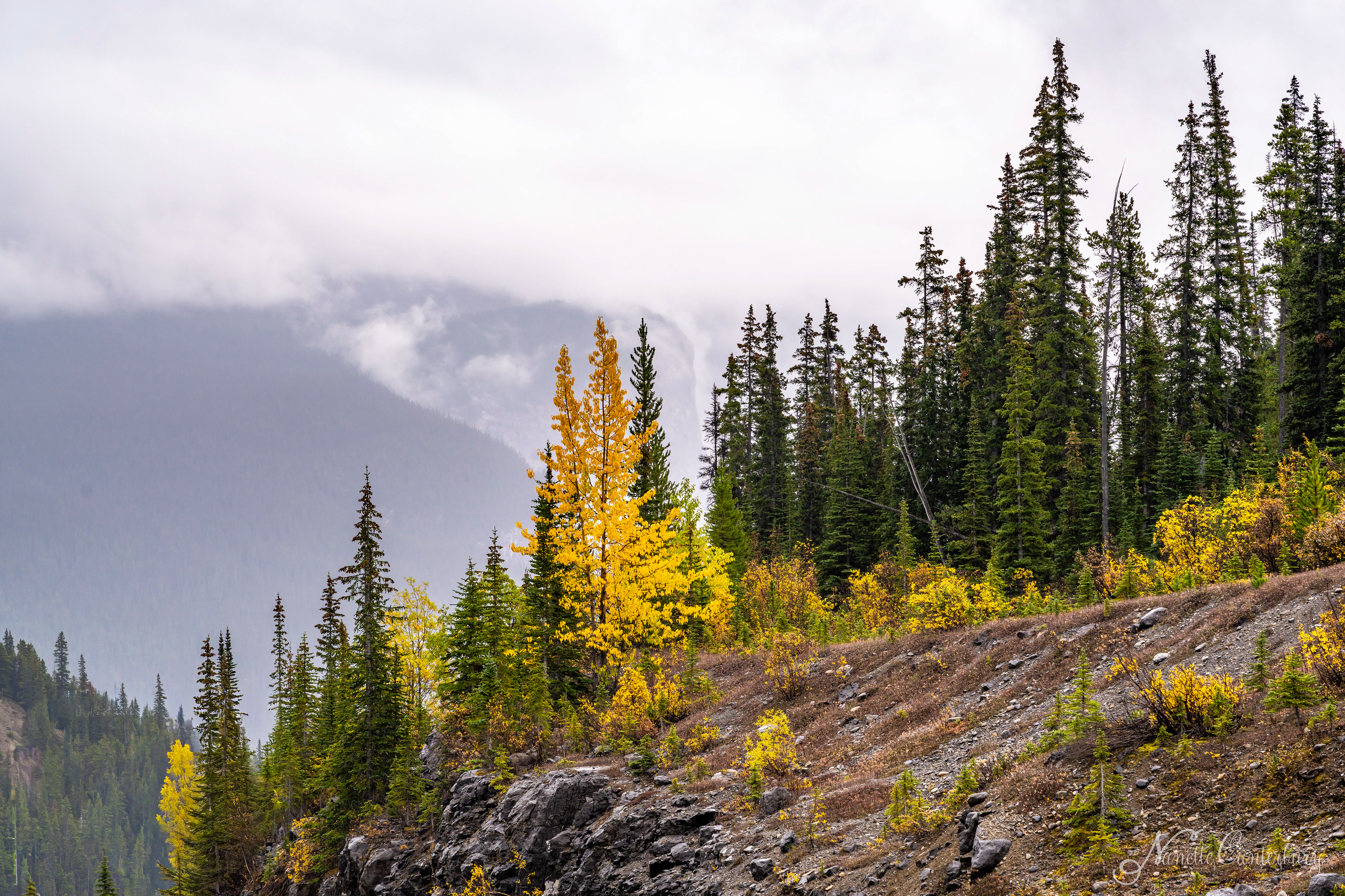 Along the Icefields Parkway