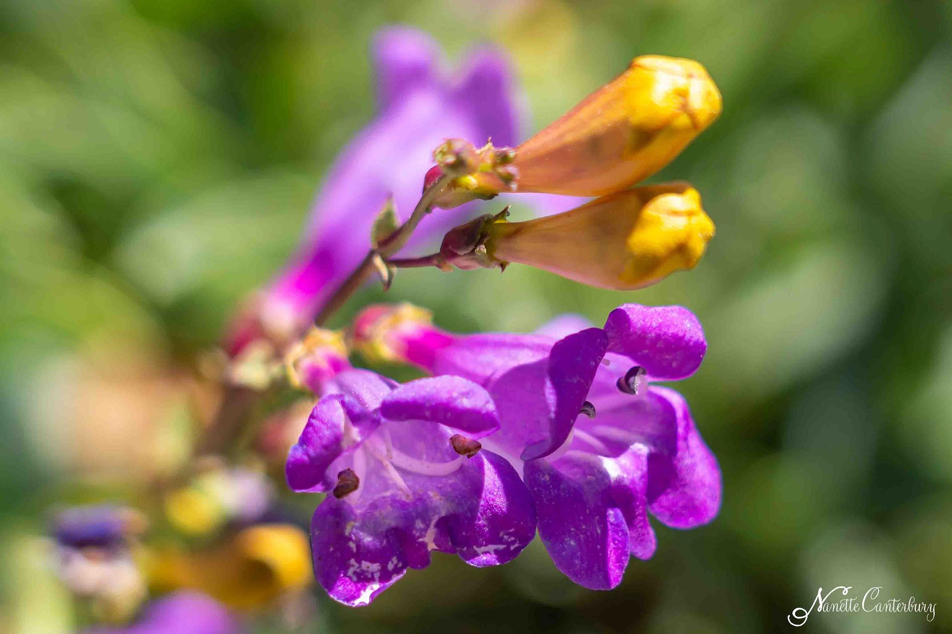 Foothill Penstemon