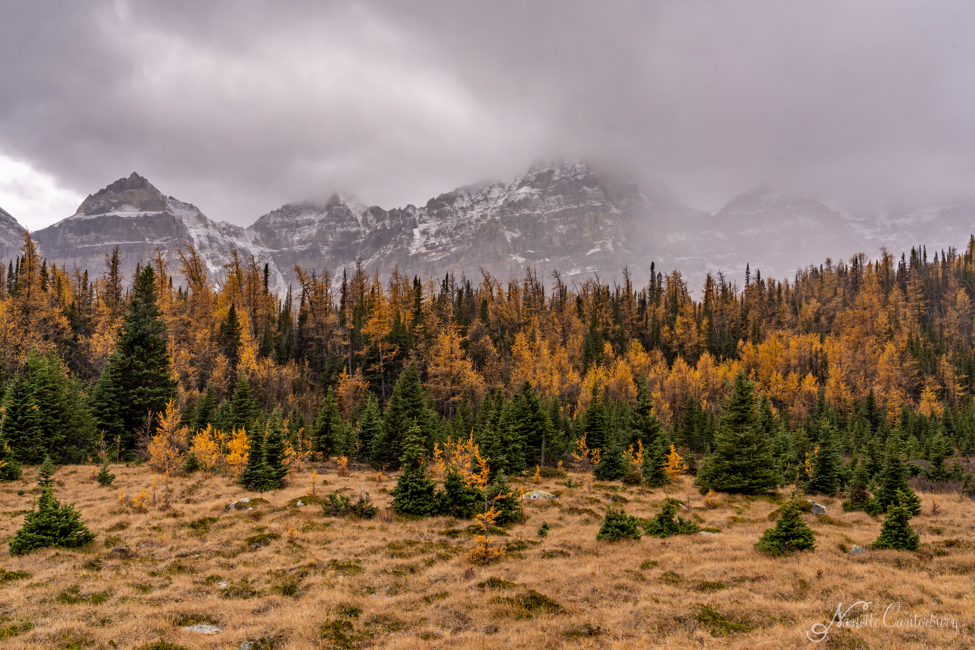 Larch Valley Trail