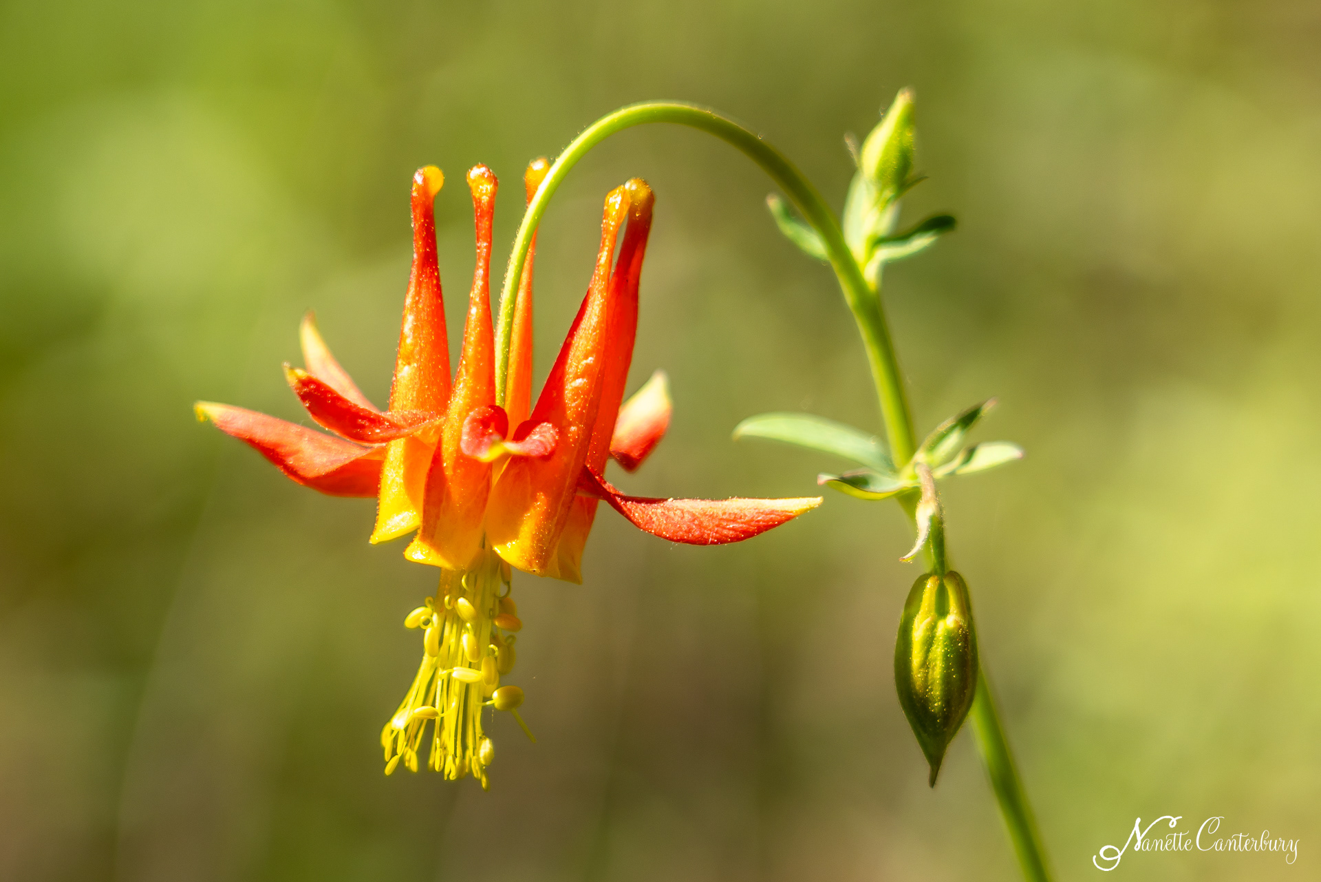 Columbine