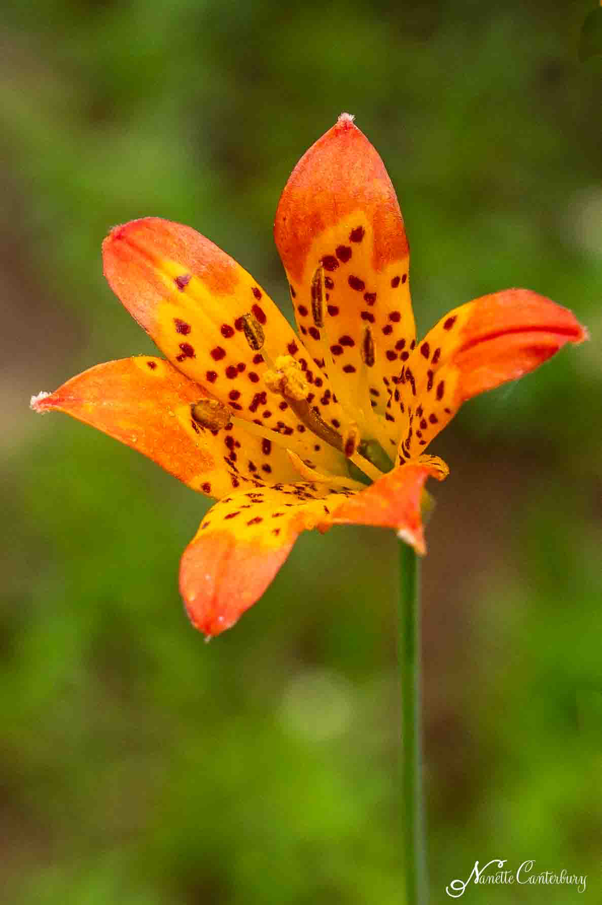 Tiger Lily