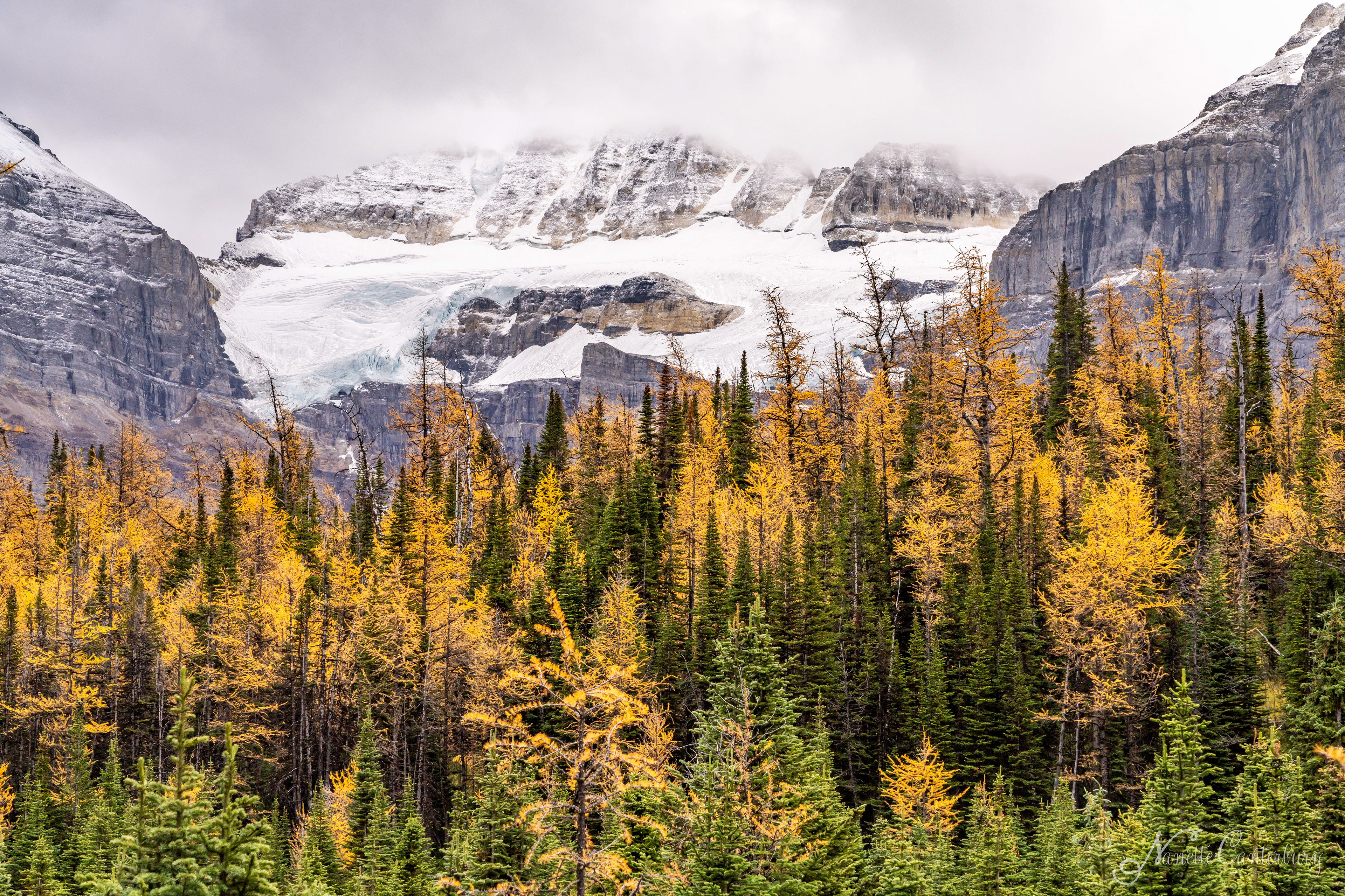 Larch Valley Trail