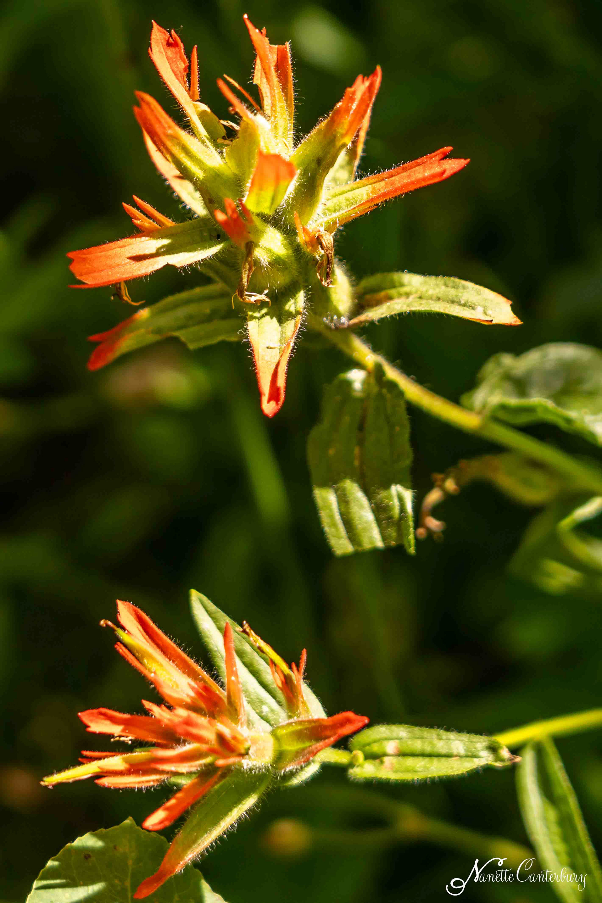 Paintbrush