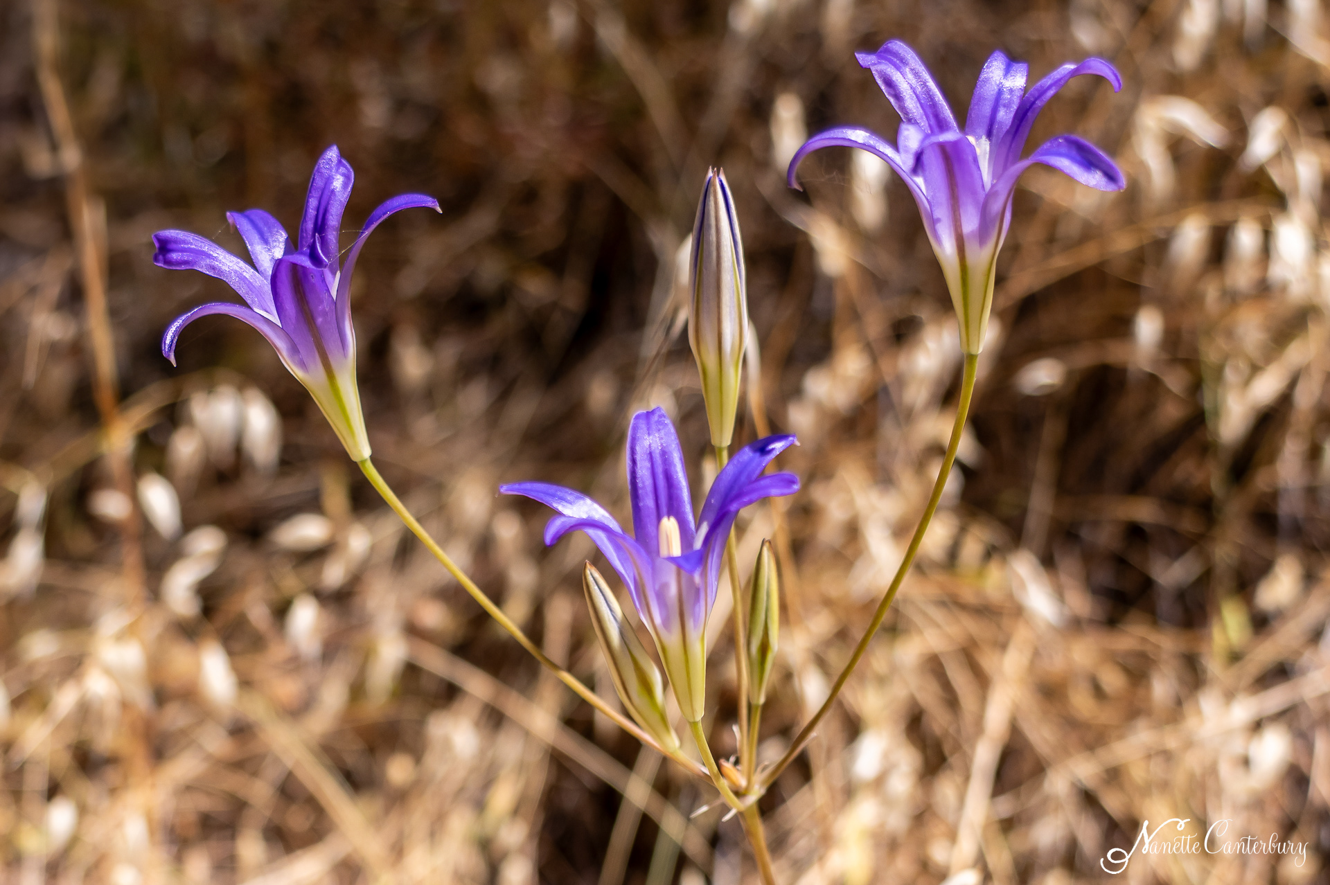 Harvest Brodiaea