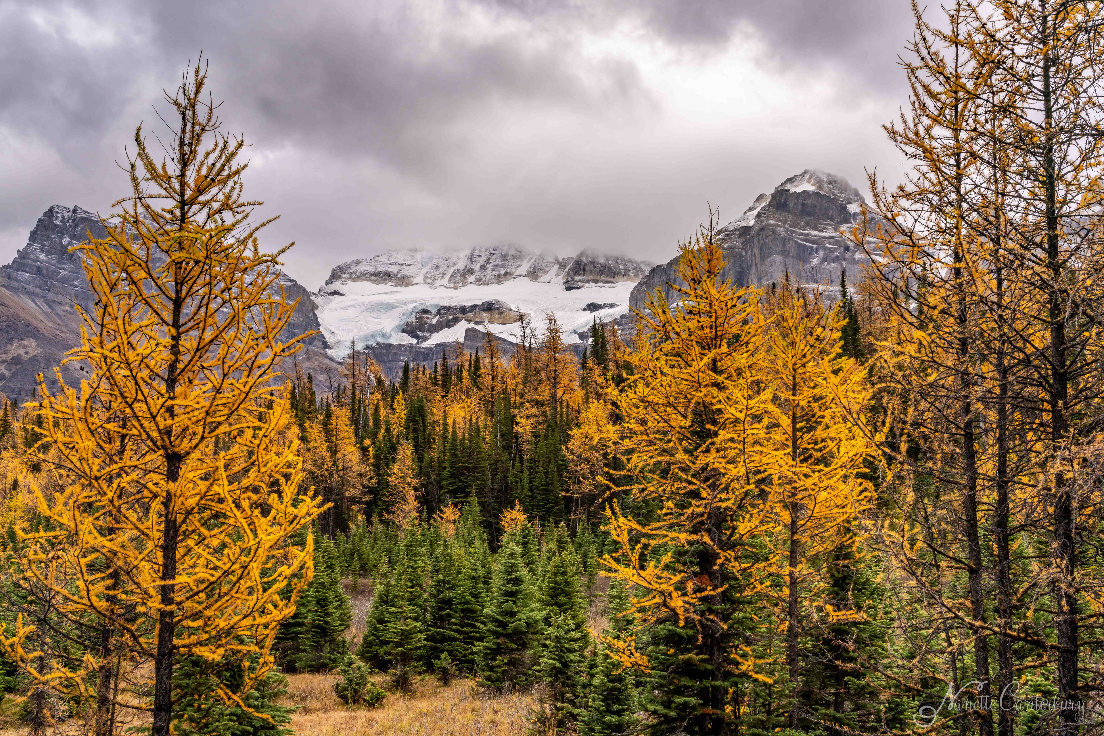 Larch Valley Trail