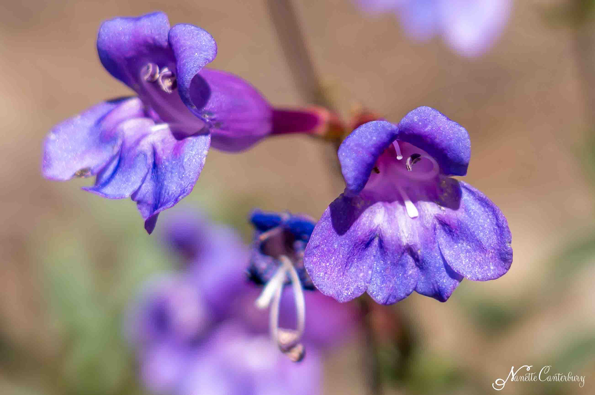 Foothill Penstemon