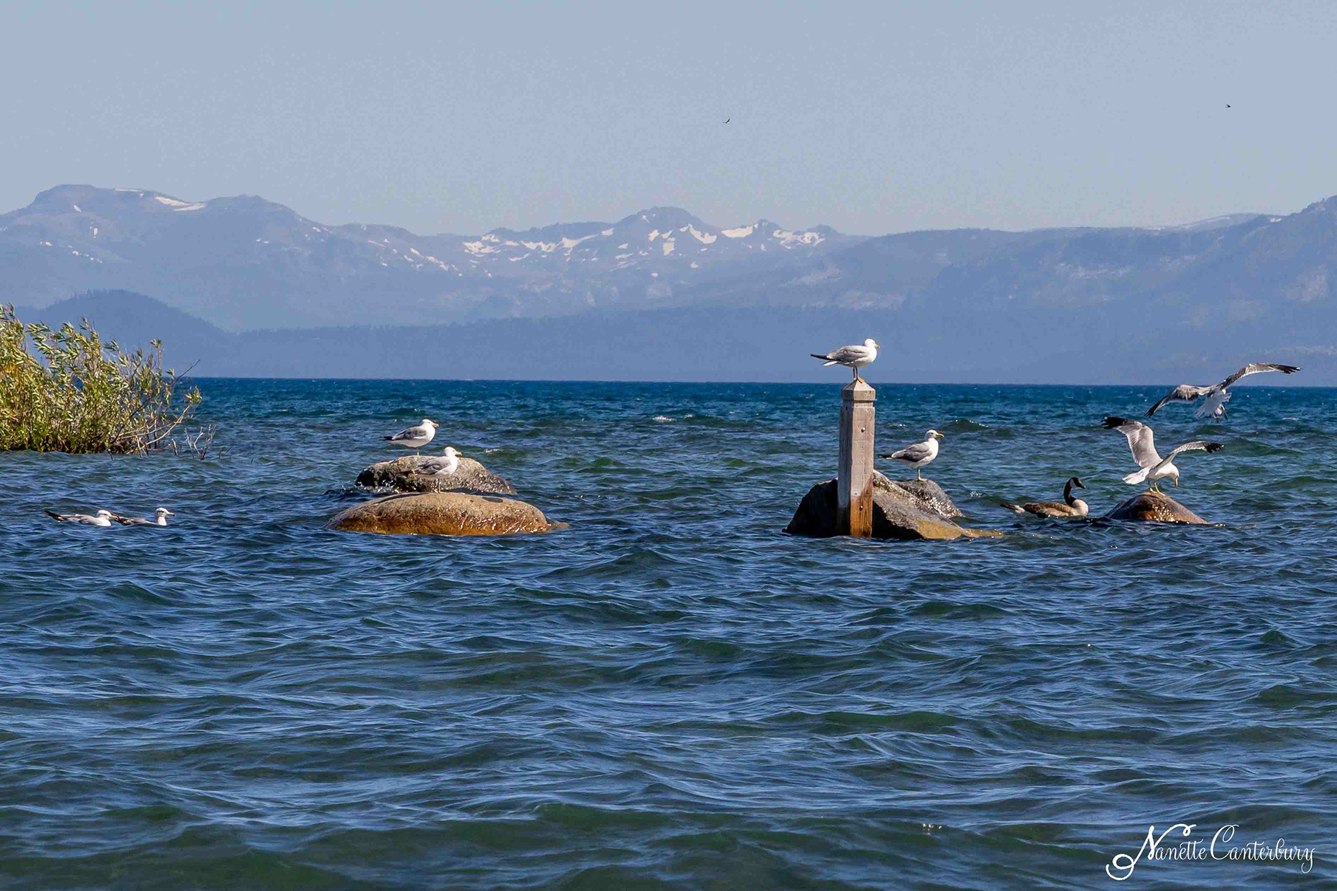 Lake Forest Beach Underwater