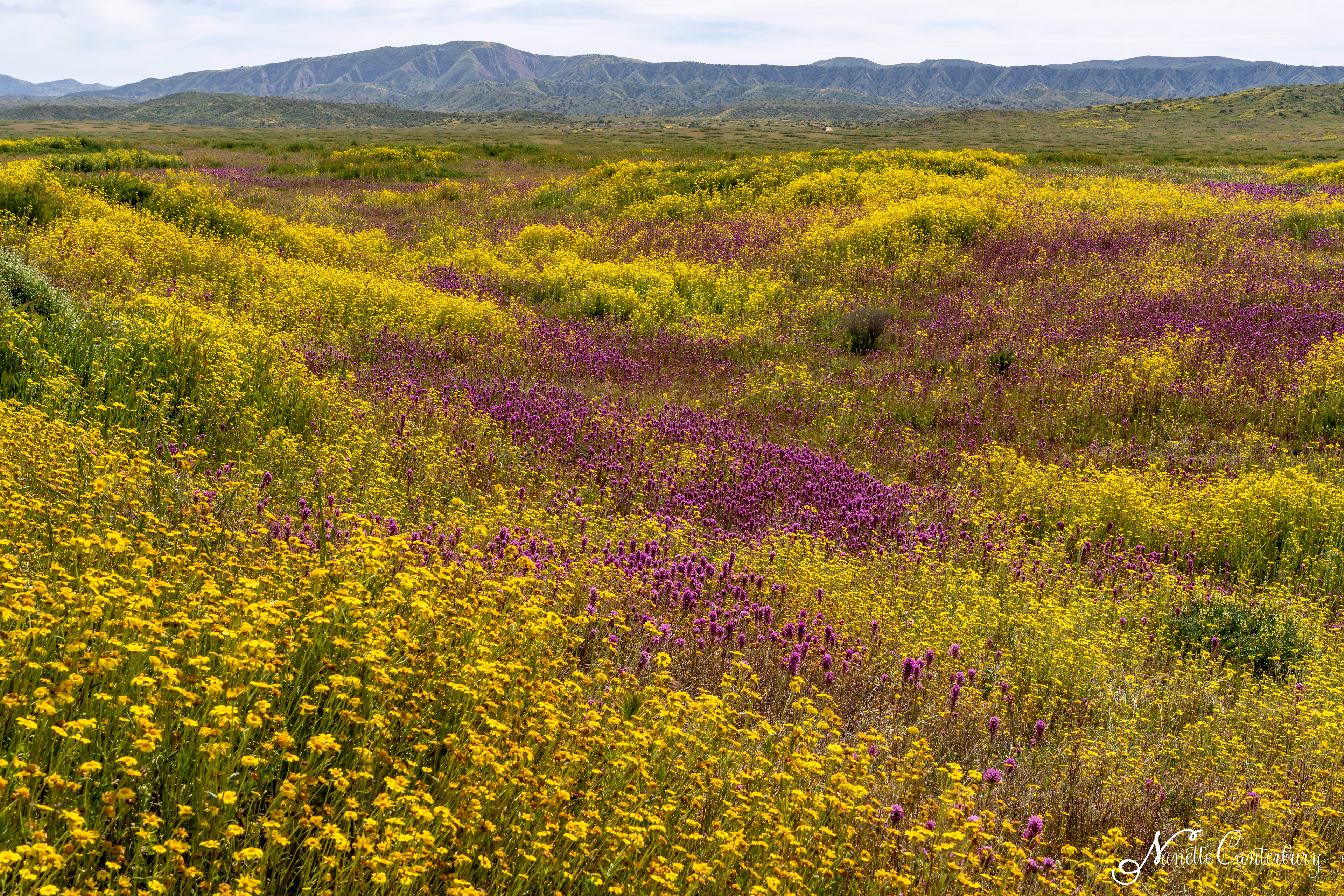 Owl's Clover and Hillside Daisies