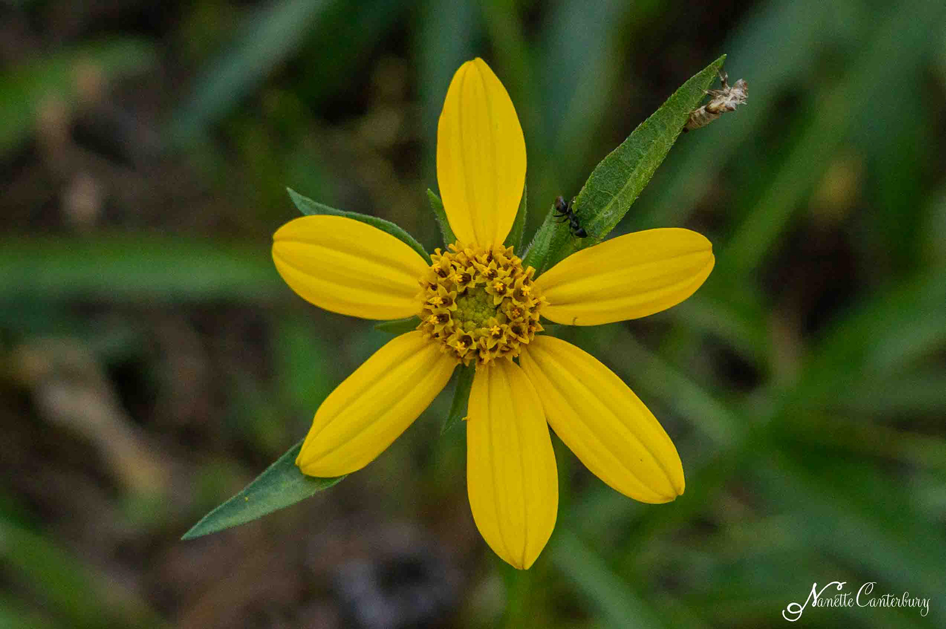 Torhleaf Goldeneye or San Diego County Sunflower