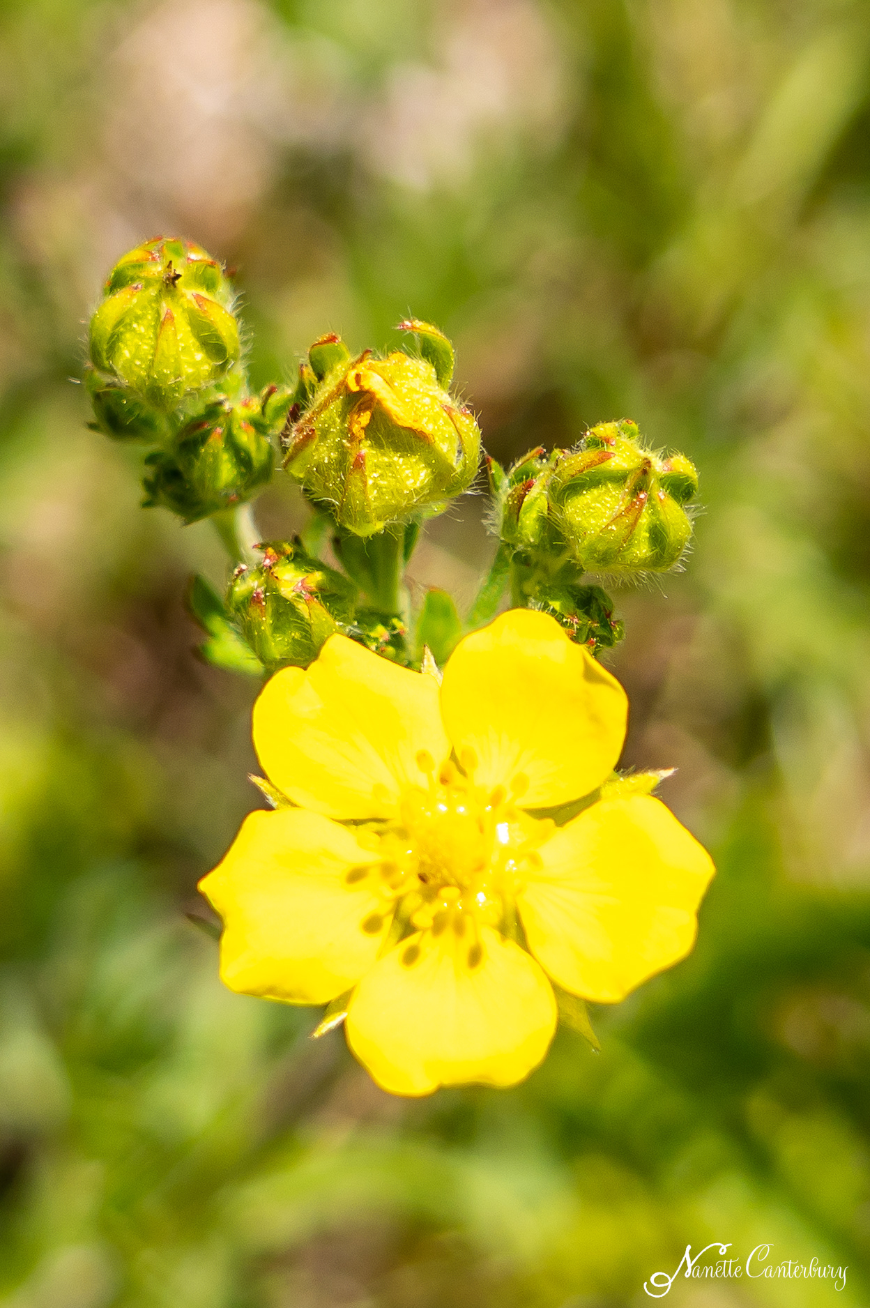 Slender Cinquefoil