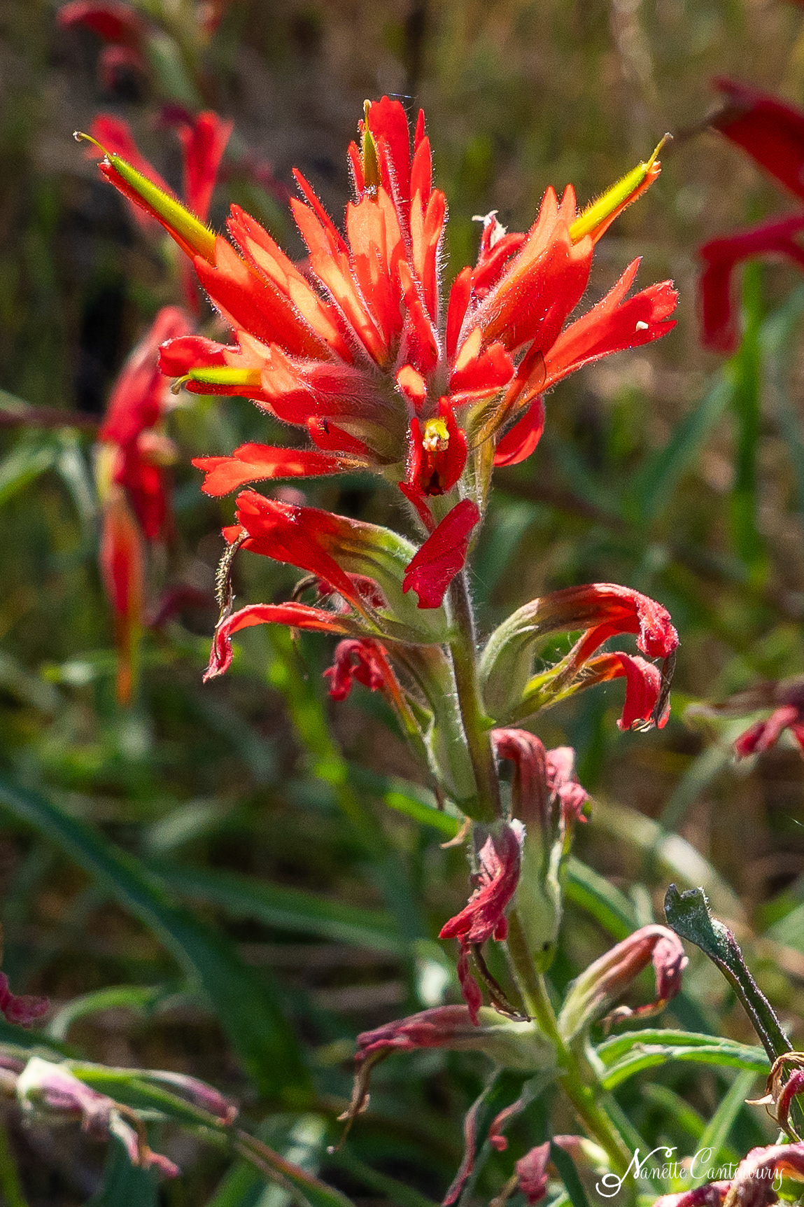 Paintbrush