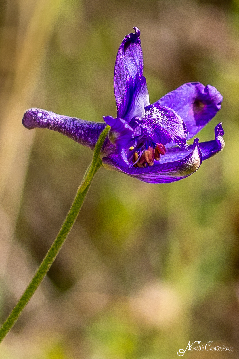 Larkspur