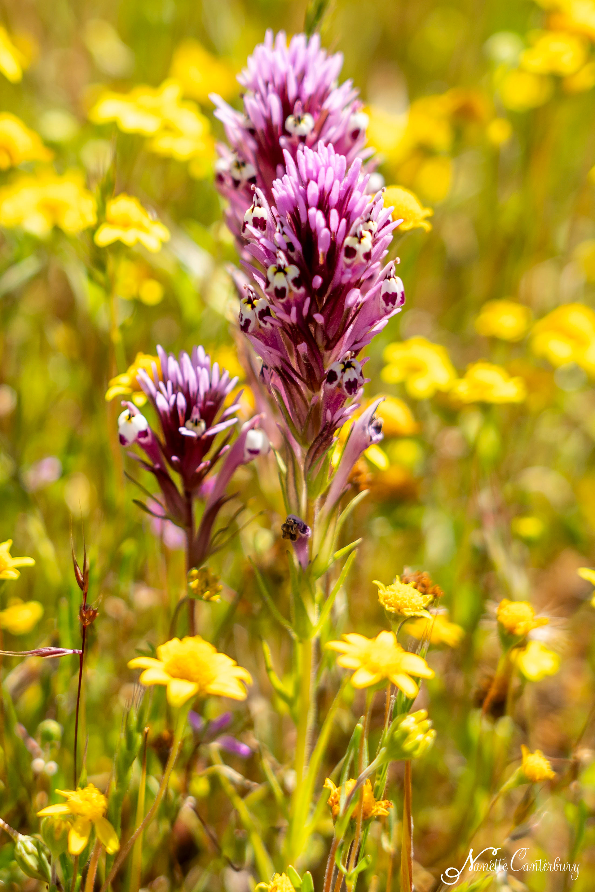 Owl's Clover