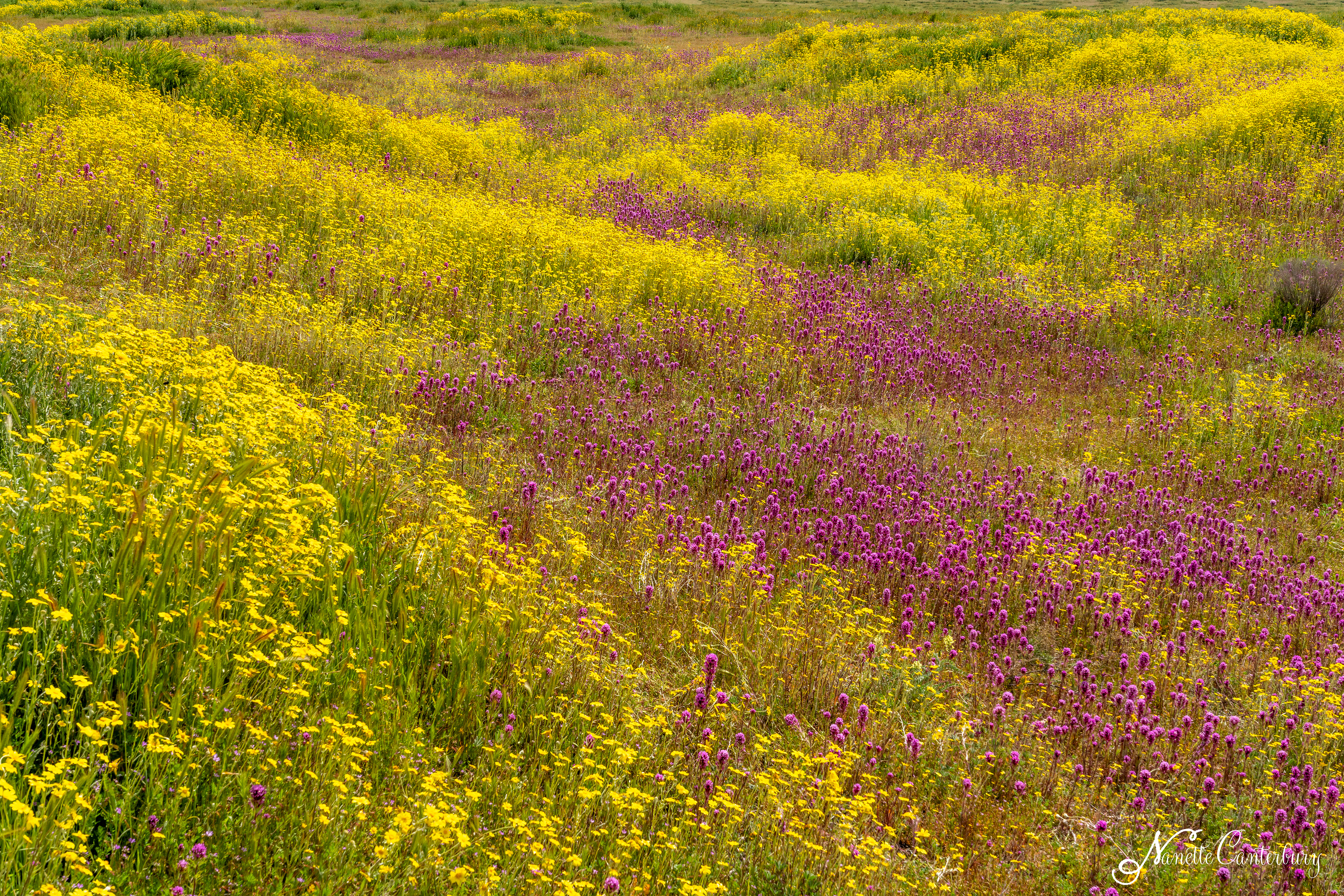 Owl's Clover and Hillside Daisies