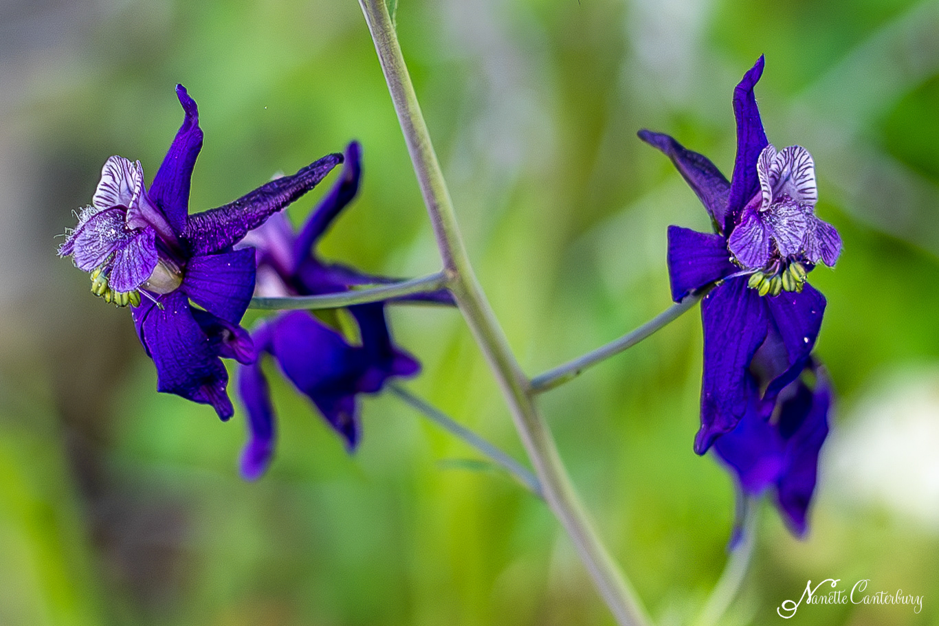 Larkspur