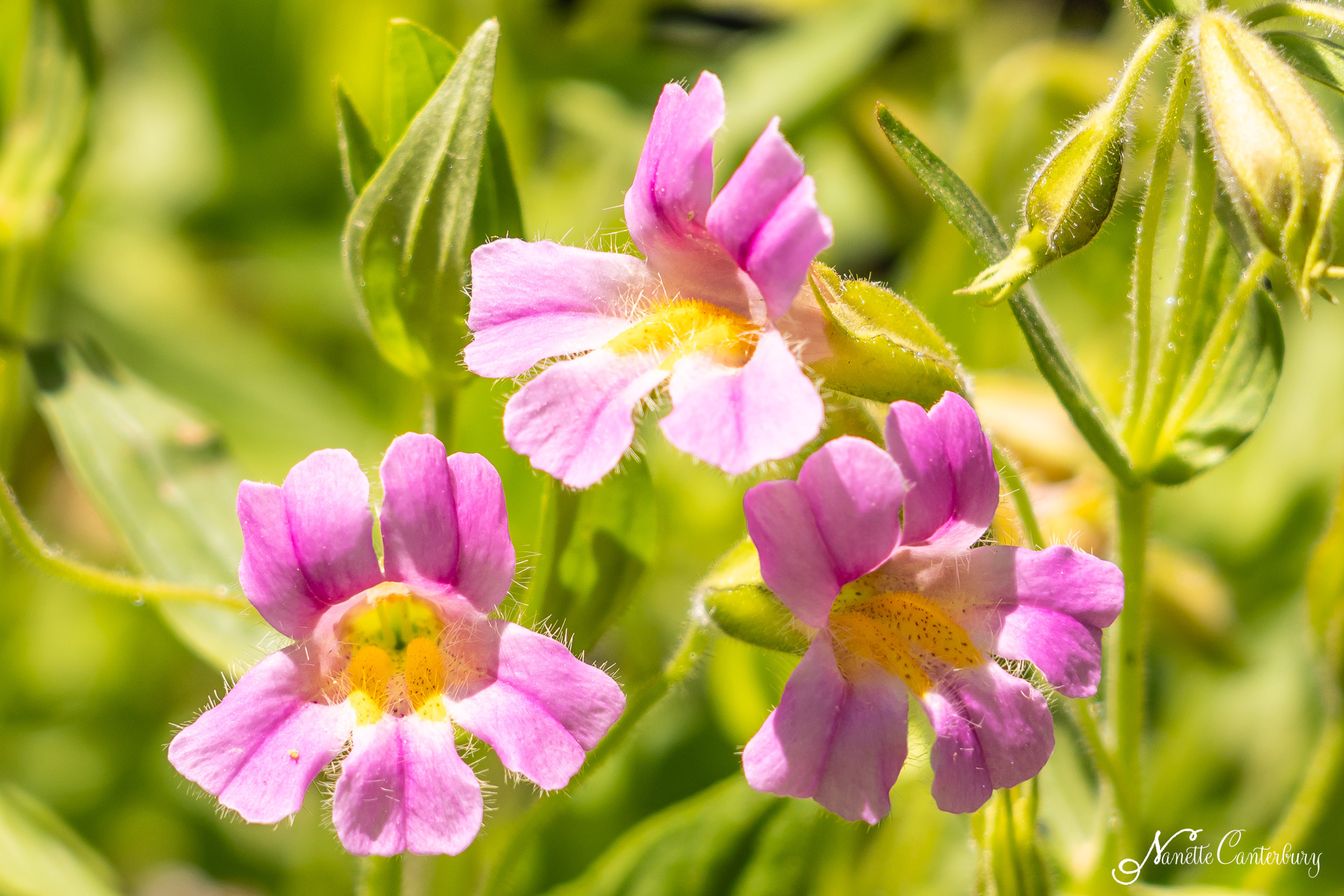 Blushing Monkeyflower