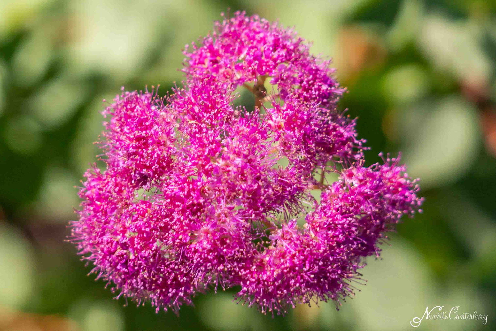 Spirea