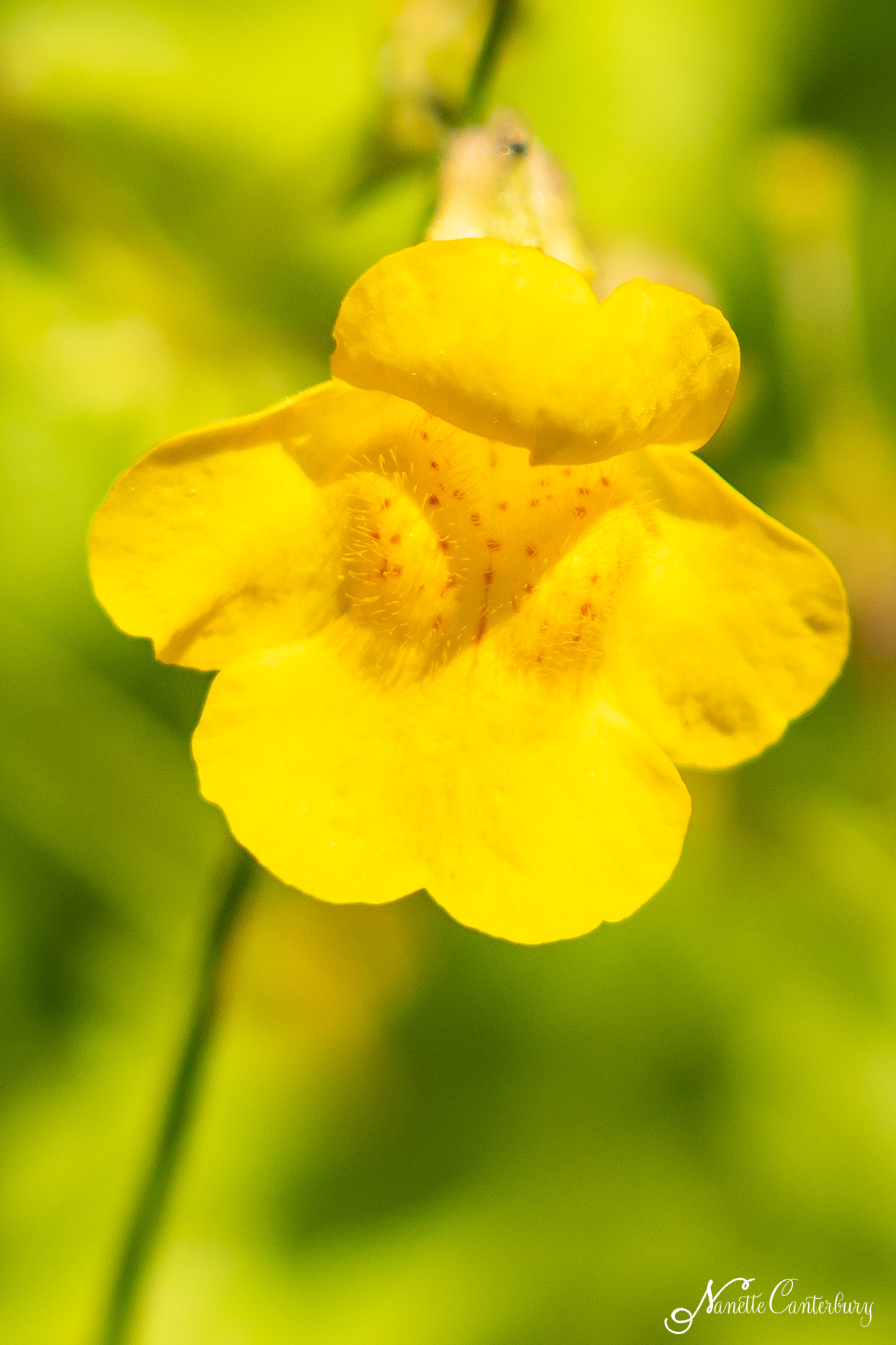 Primrose Monkeyflower