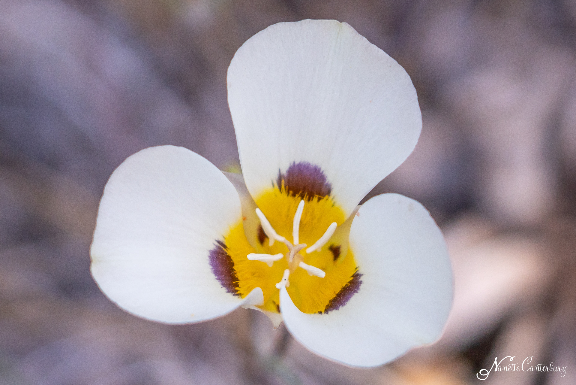 Mariposa Lily