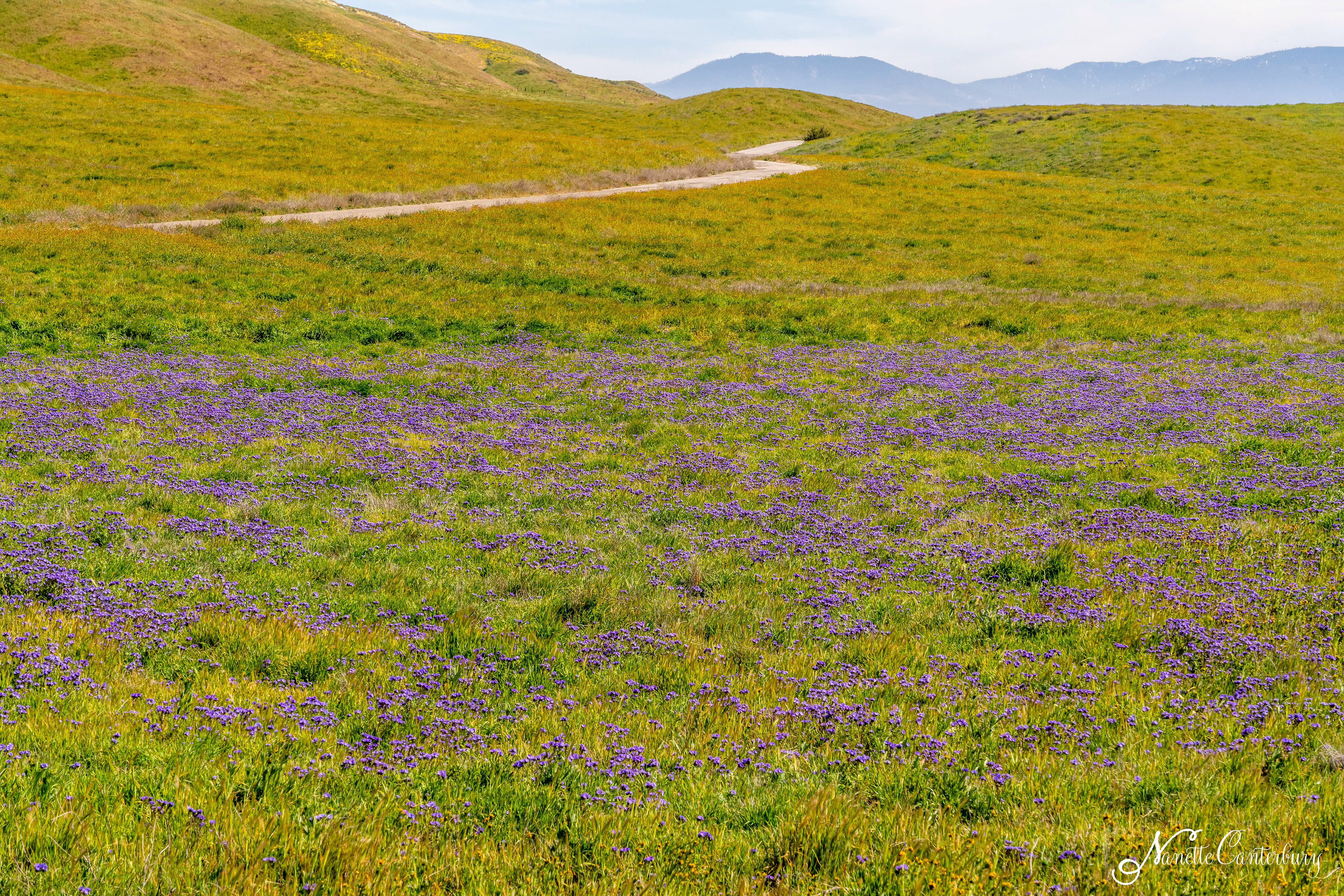 Purple Phacelia
