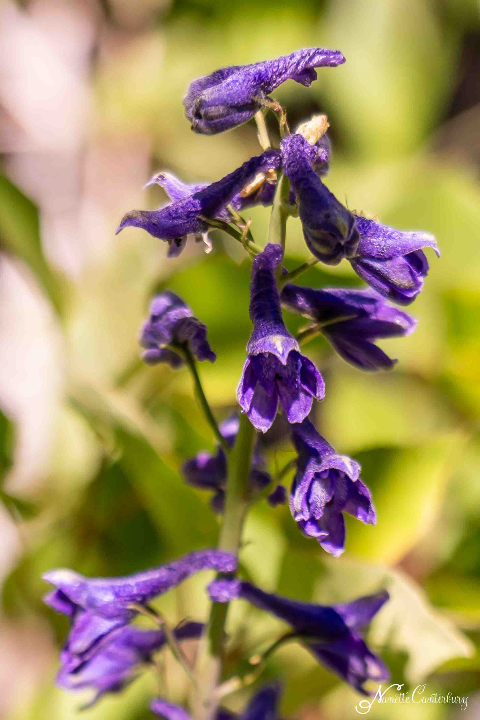 Larkspur