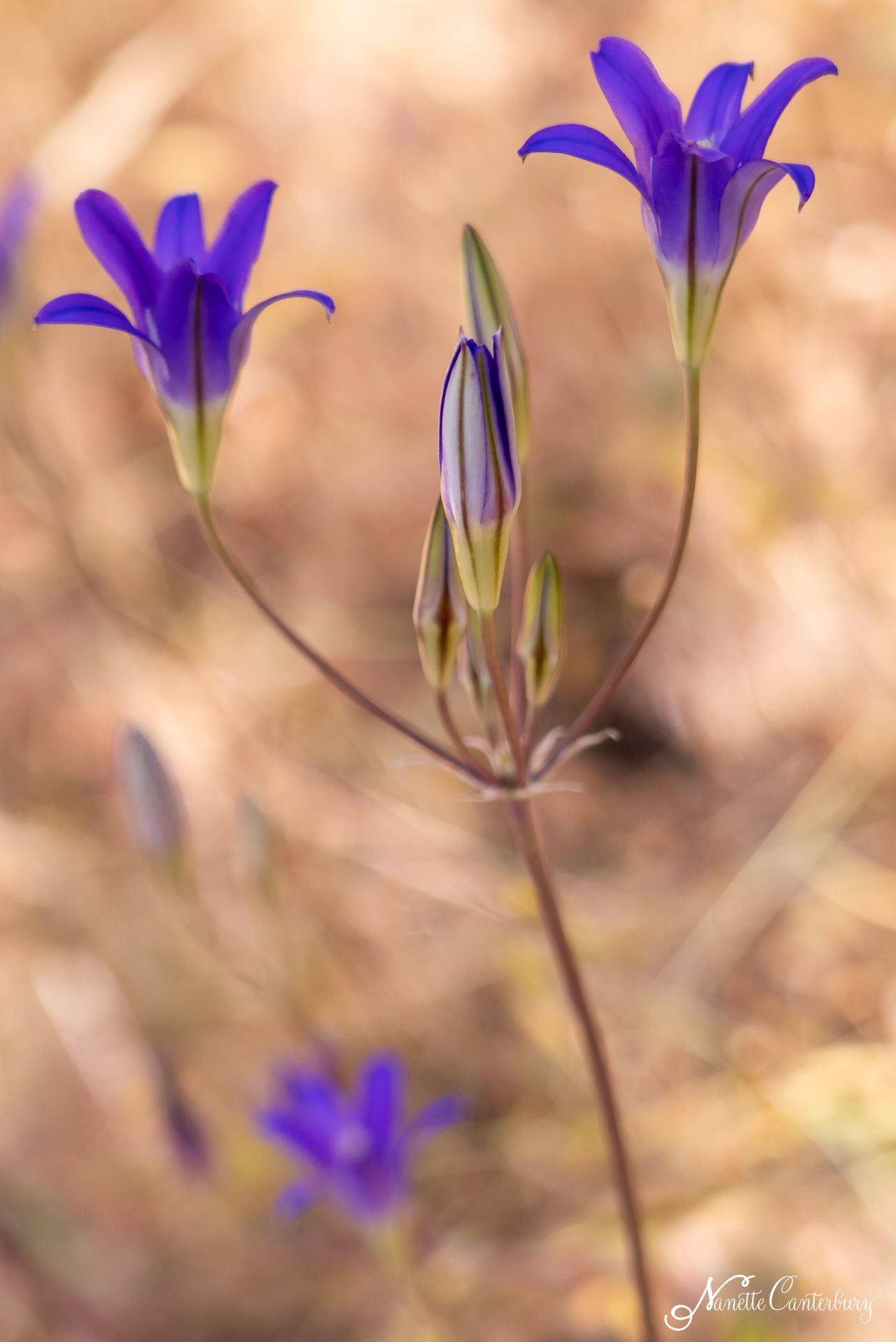 Harvest Brodiaea